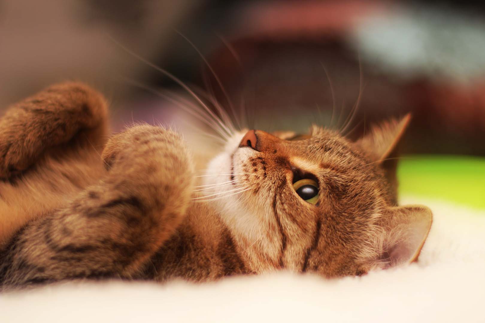 Fondo HD