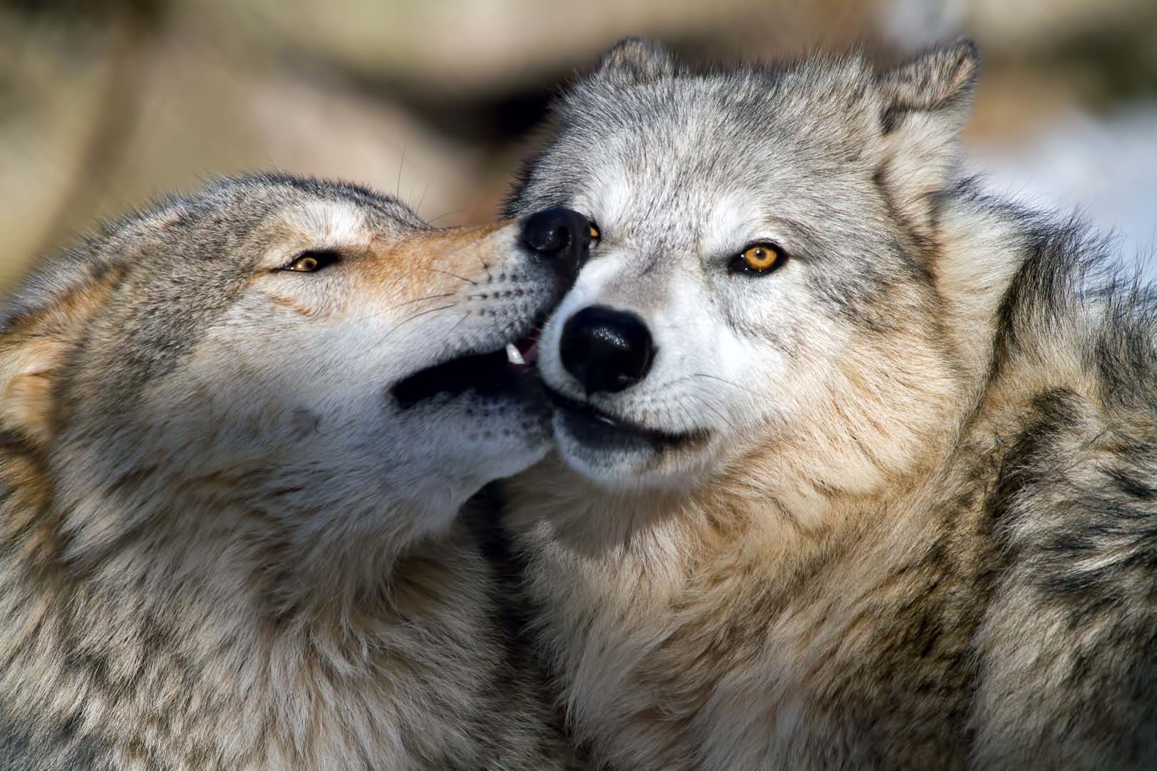 Fondo HD