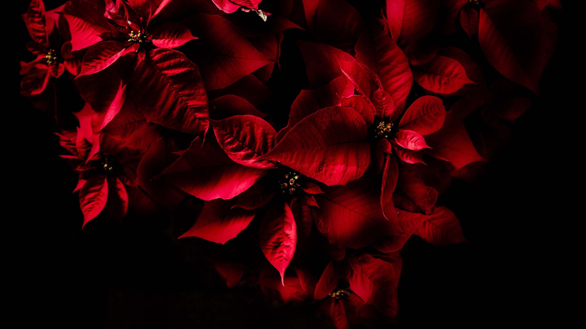 Fondo HD