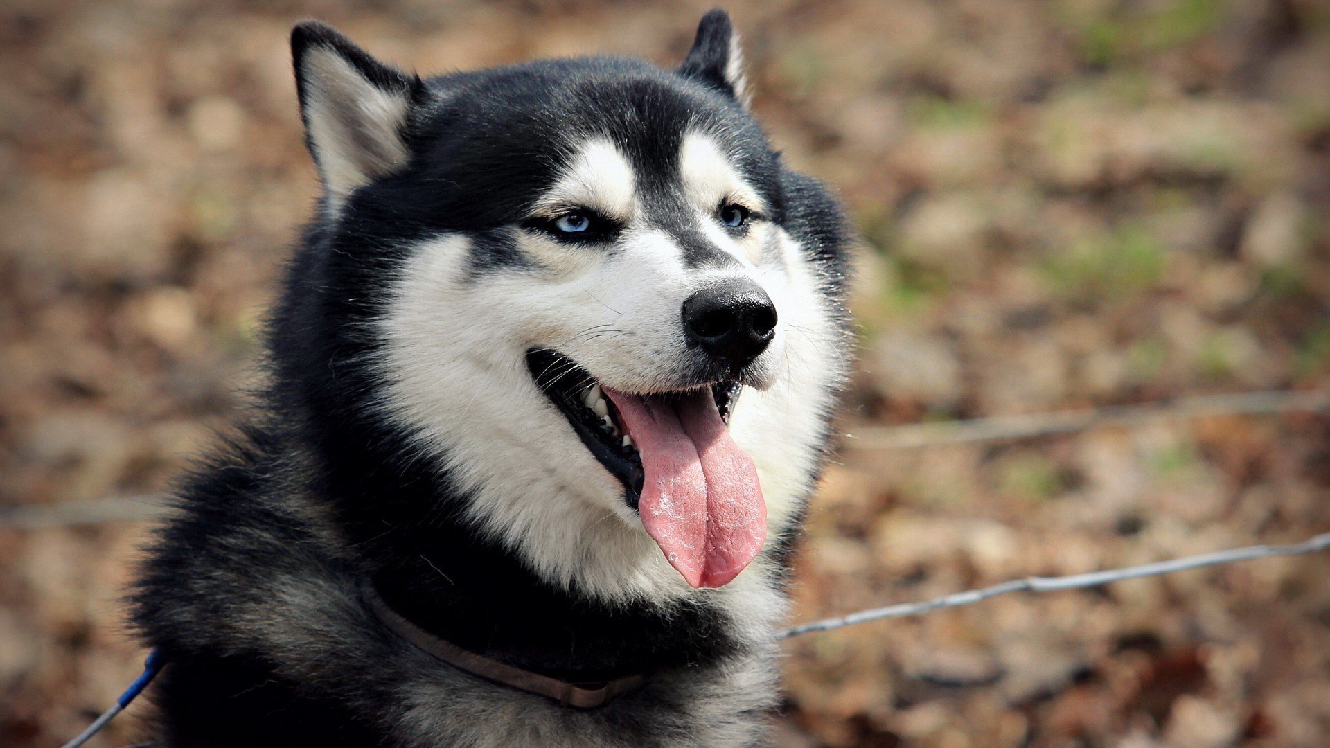 Fondo hd de lobo