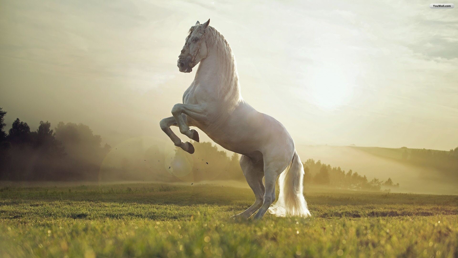 Fondos de pantalla de Caballo