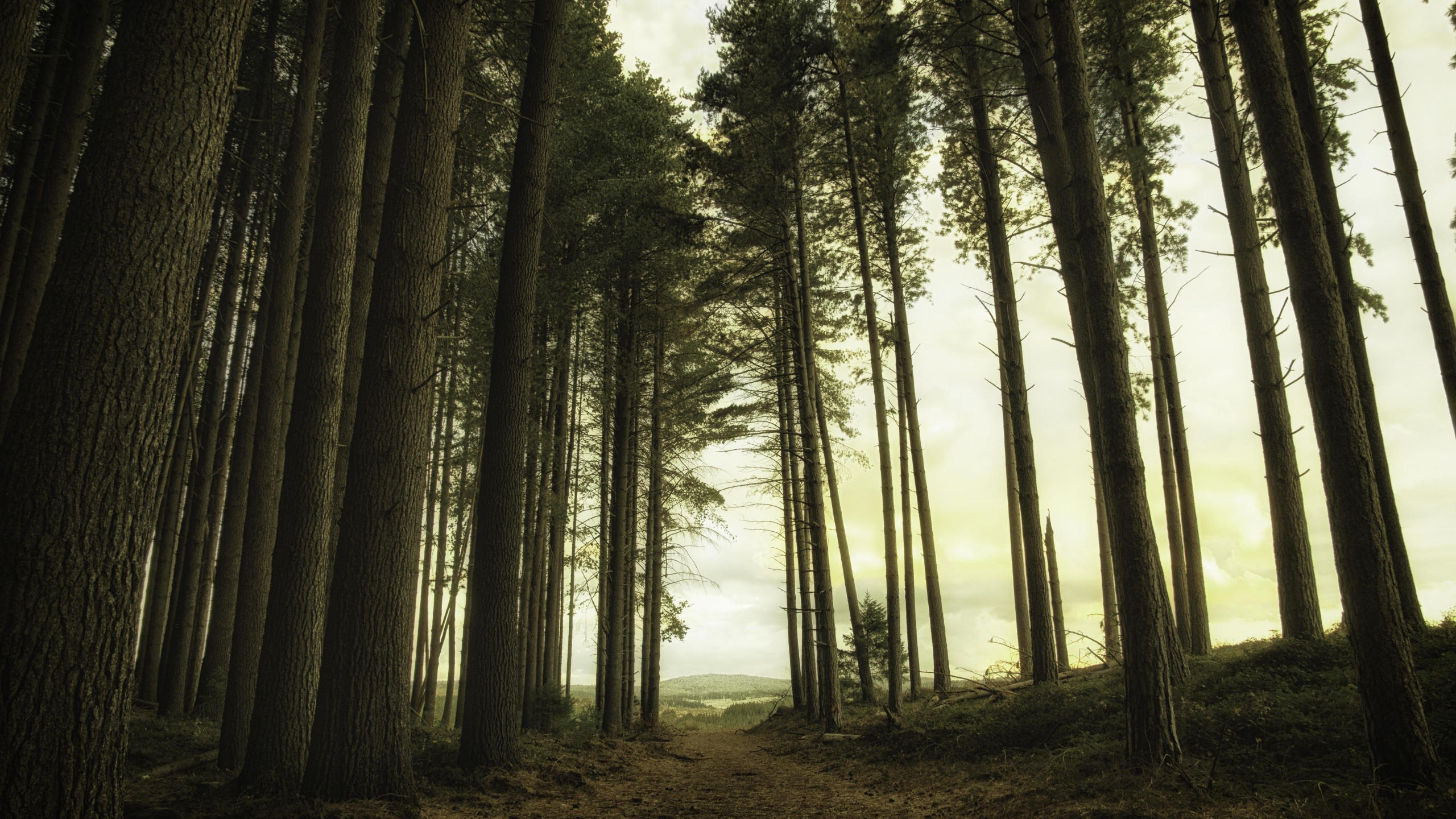 Forest 2560x1440 green light 5k