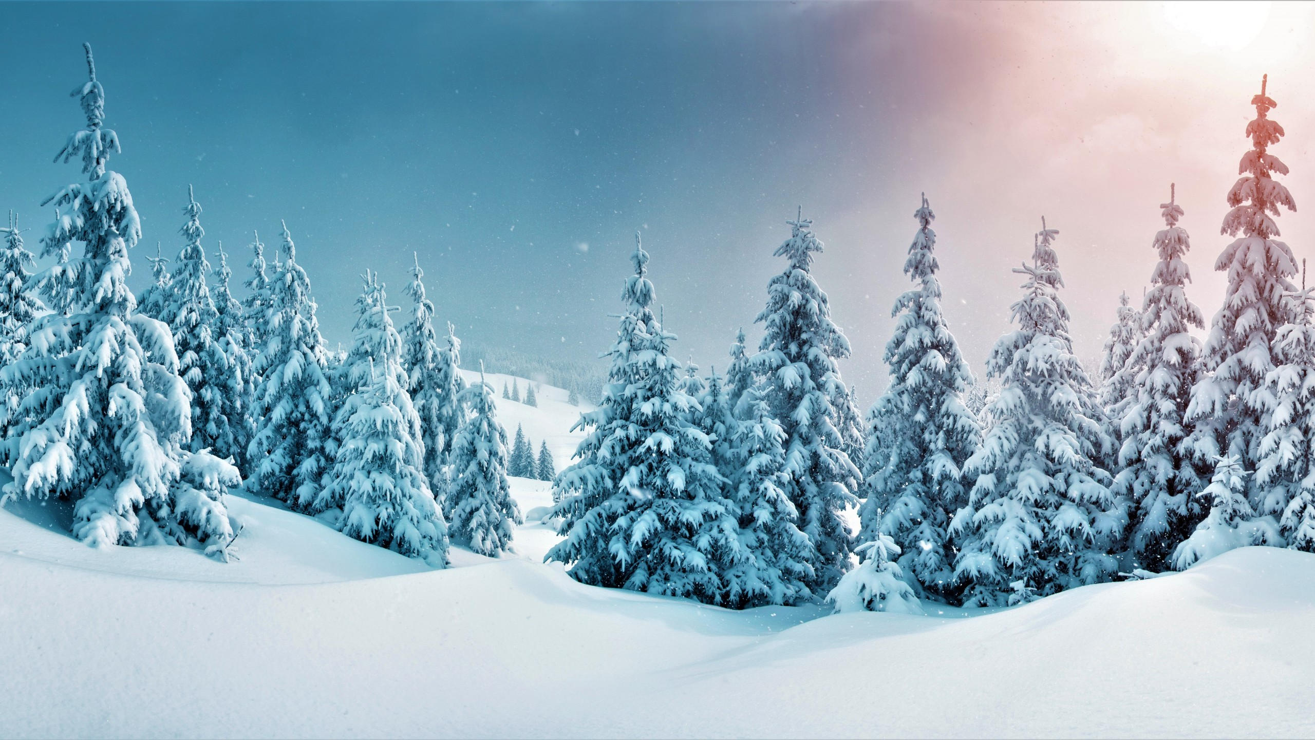 Forest 2560x1440 trees snow winter 5k