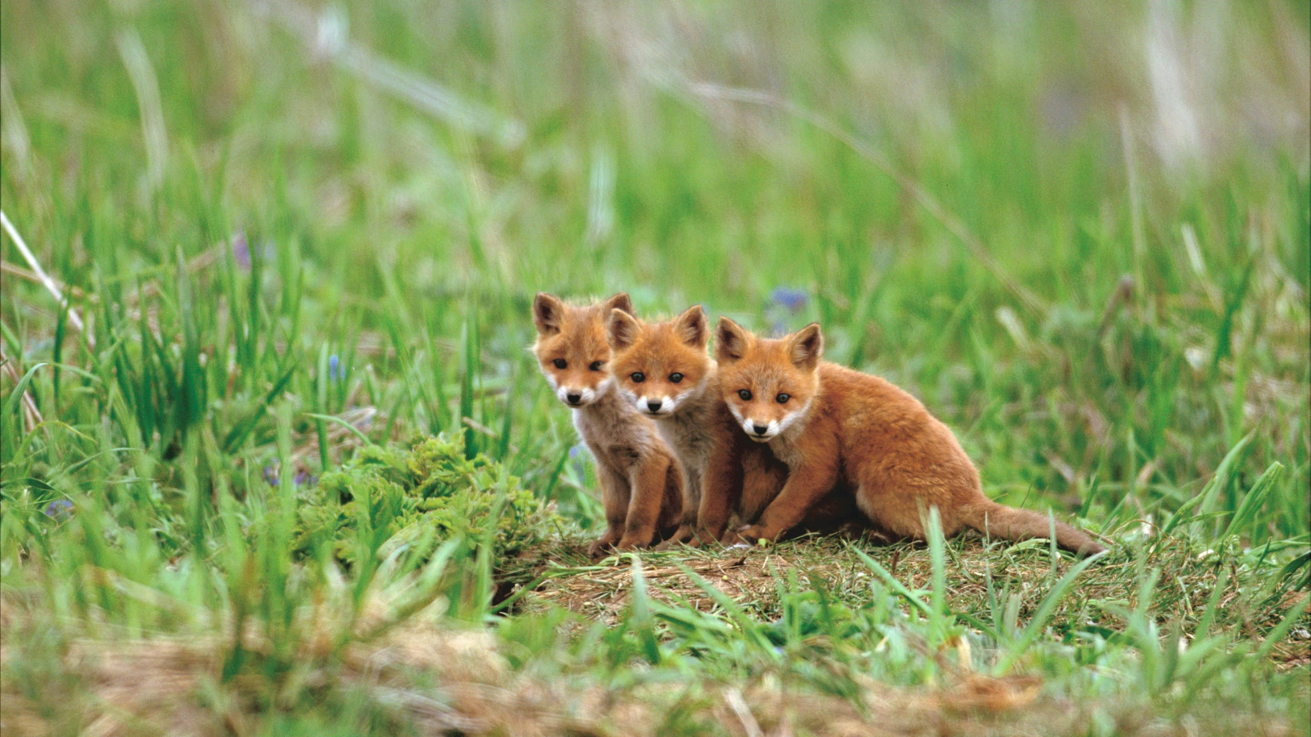 Fox 2560x1440 cute animals red 5k
