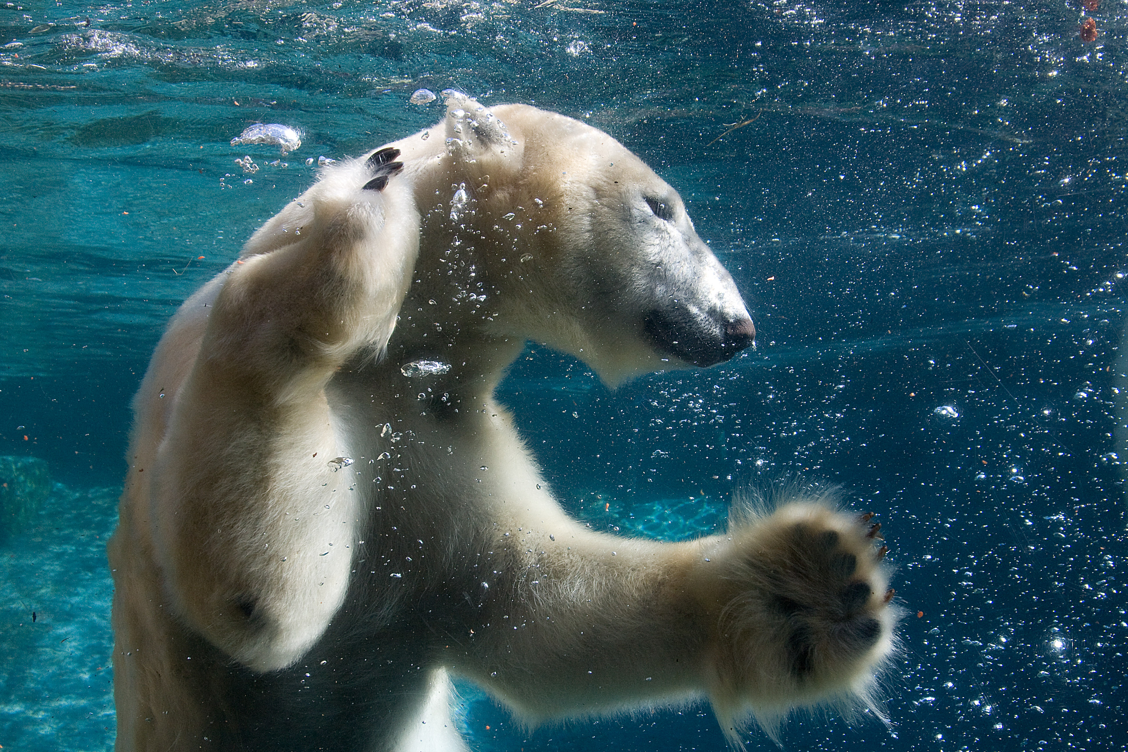 Funny Animals Swimming Polar Bear Full