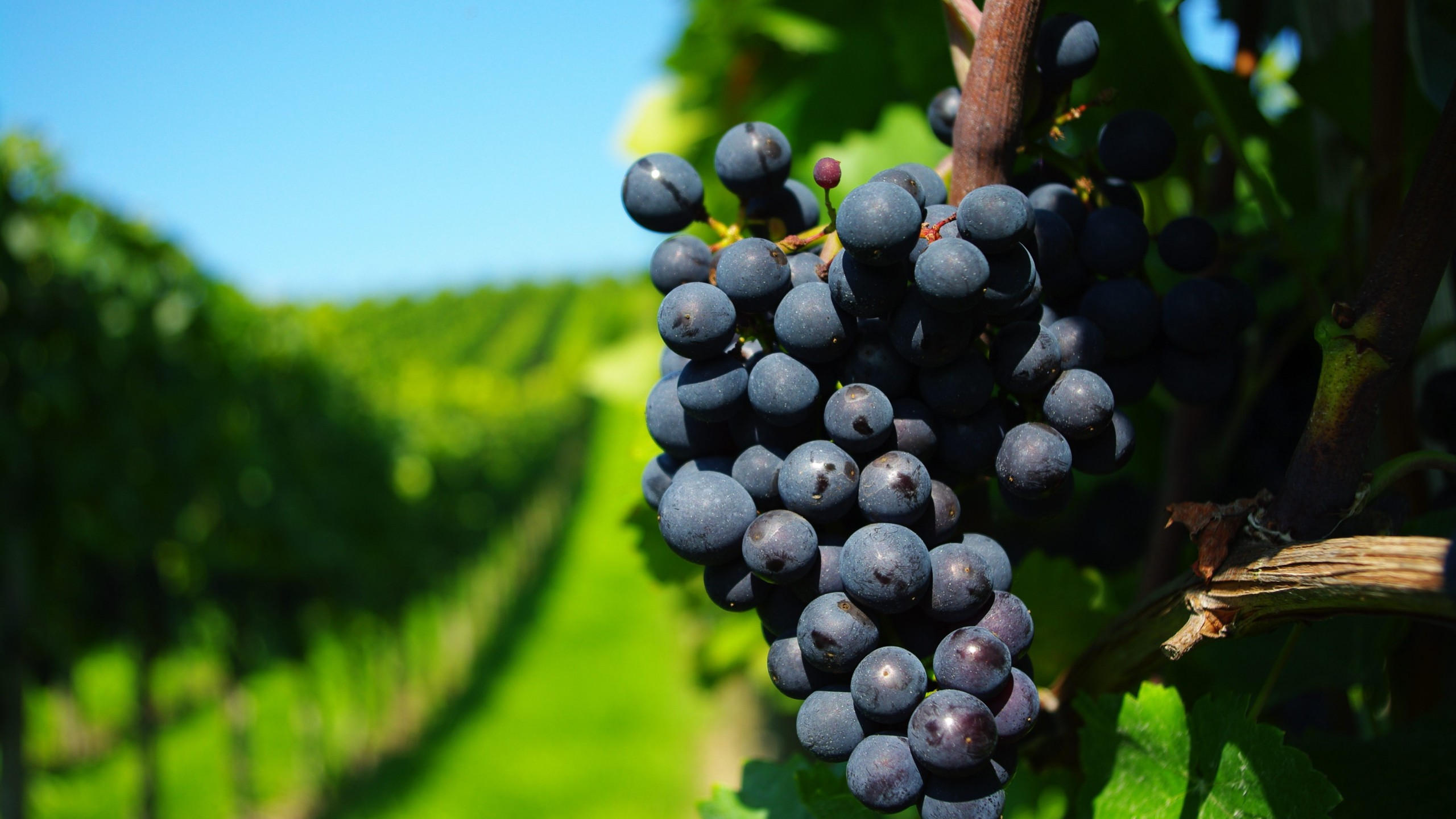 Grapes 2560x1440 4k