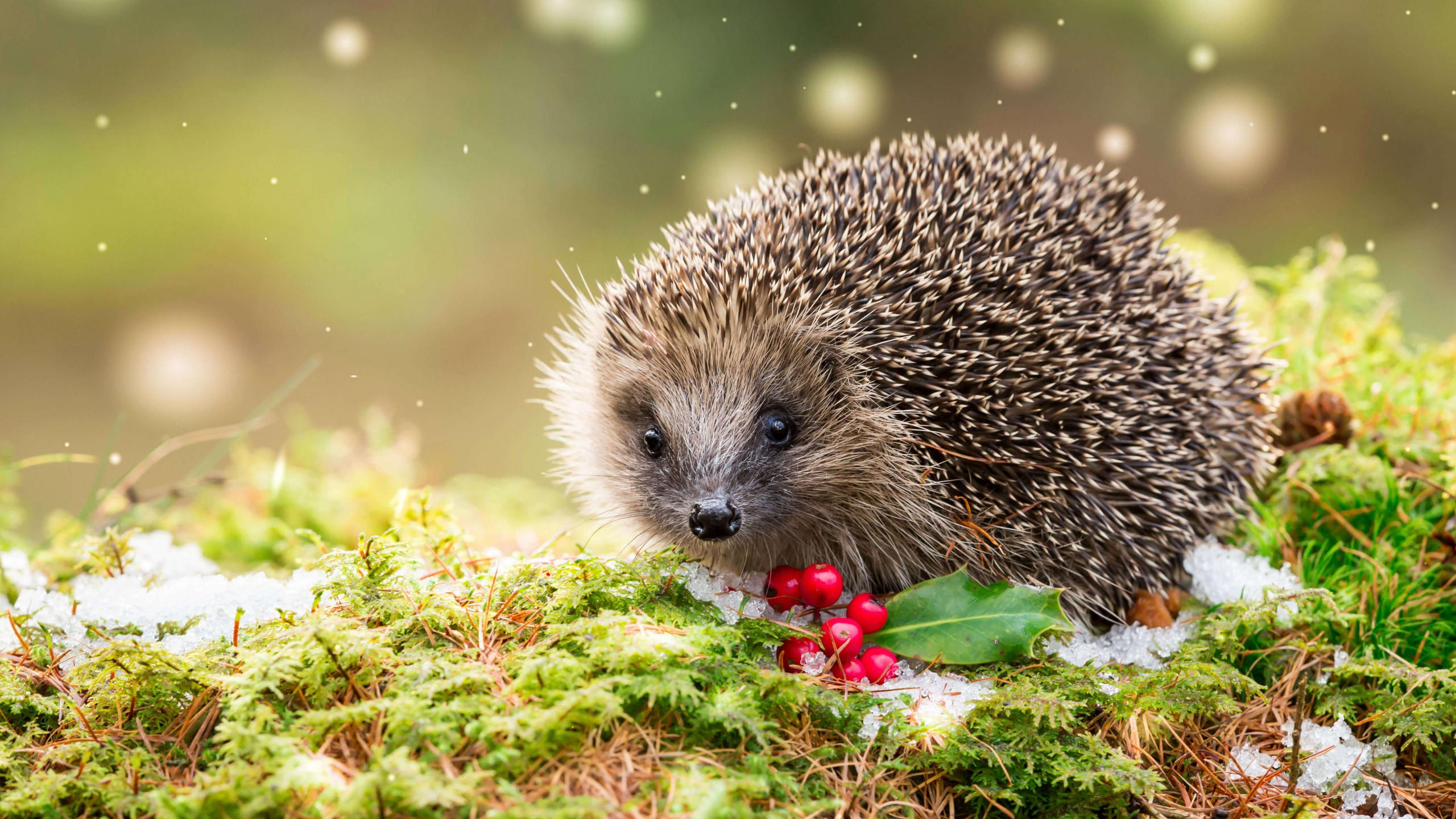 Hedgehog 2560x1440 snow winter 5k