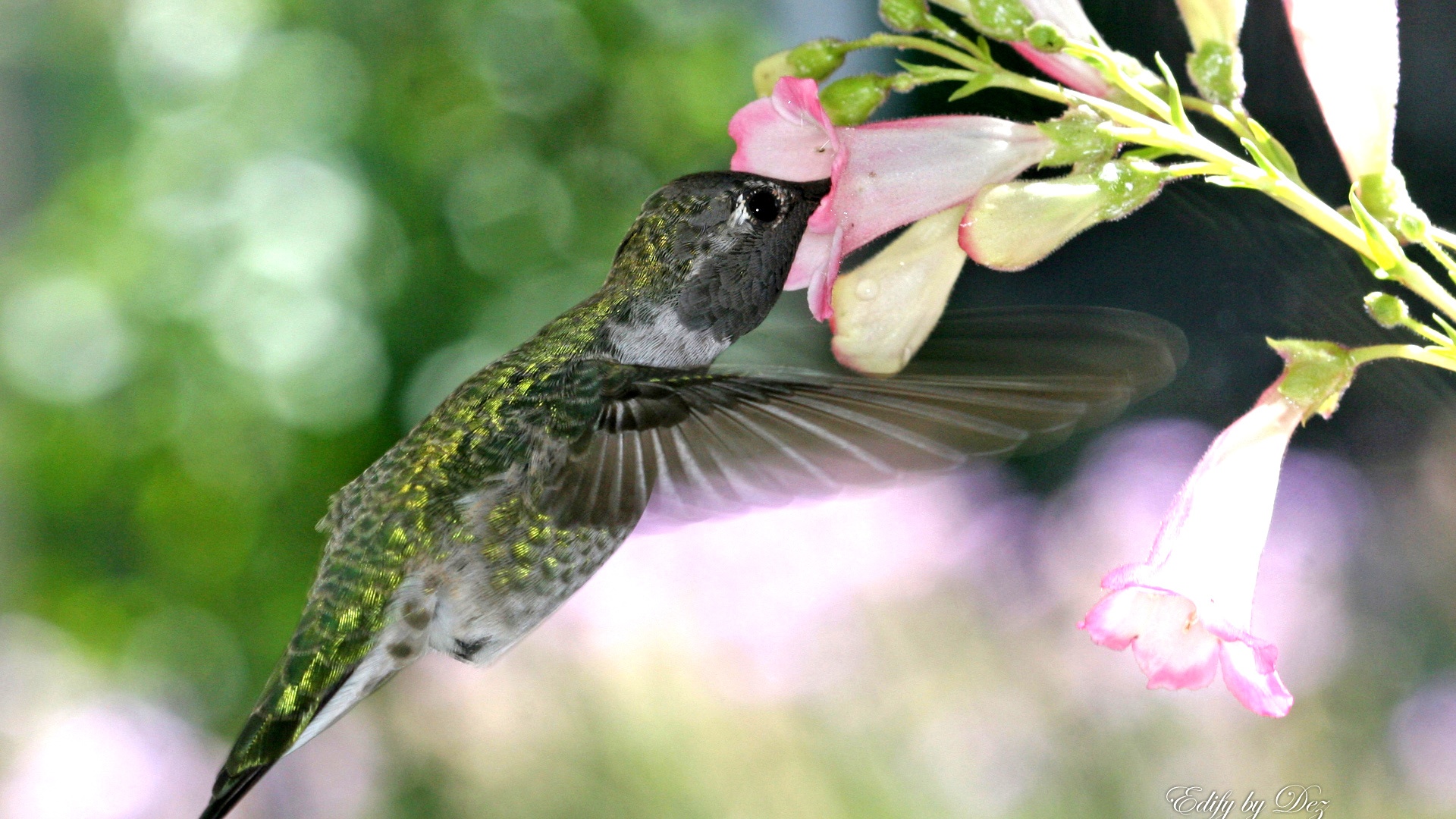 Hungry hummingbird