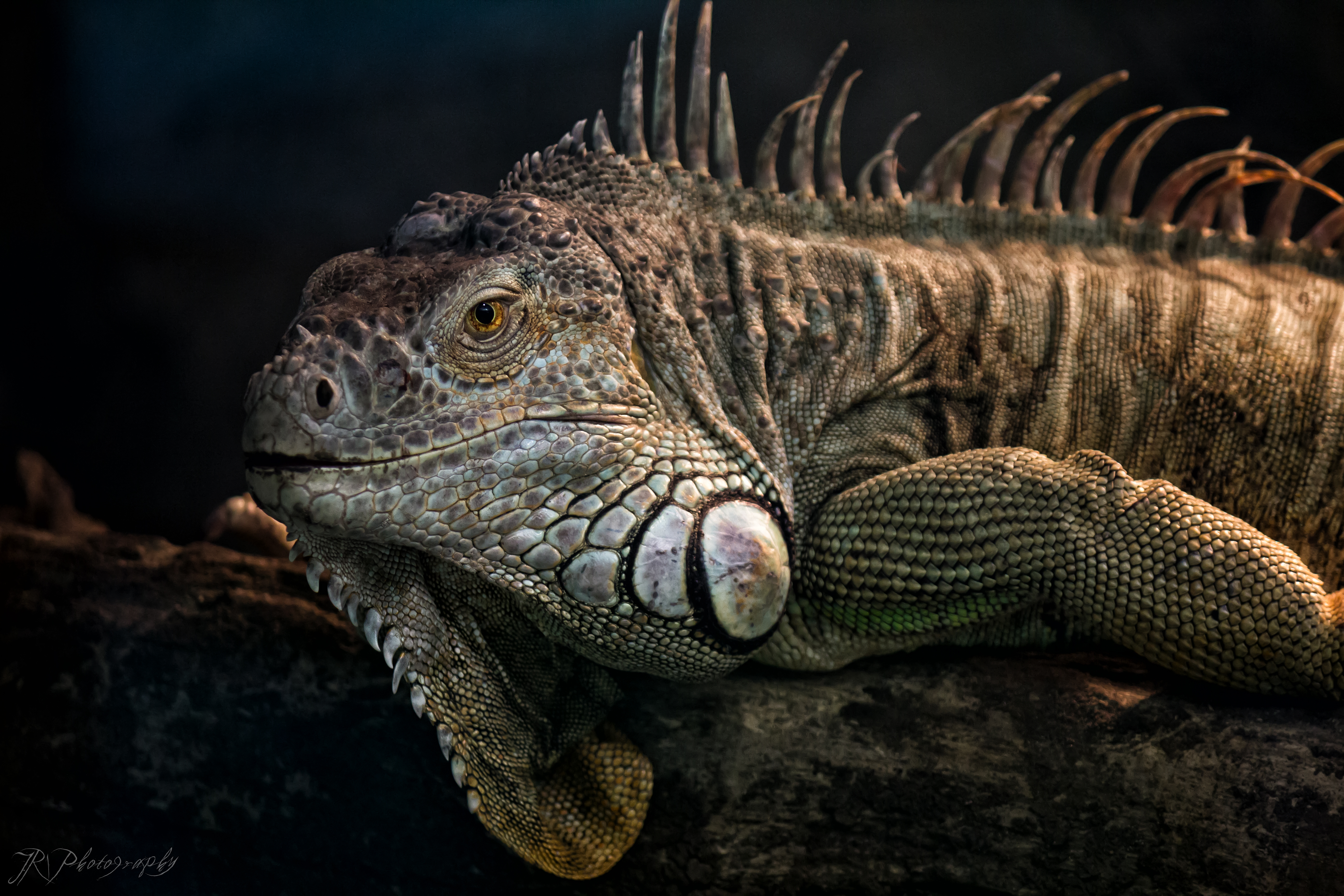 iguana enojada