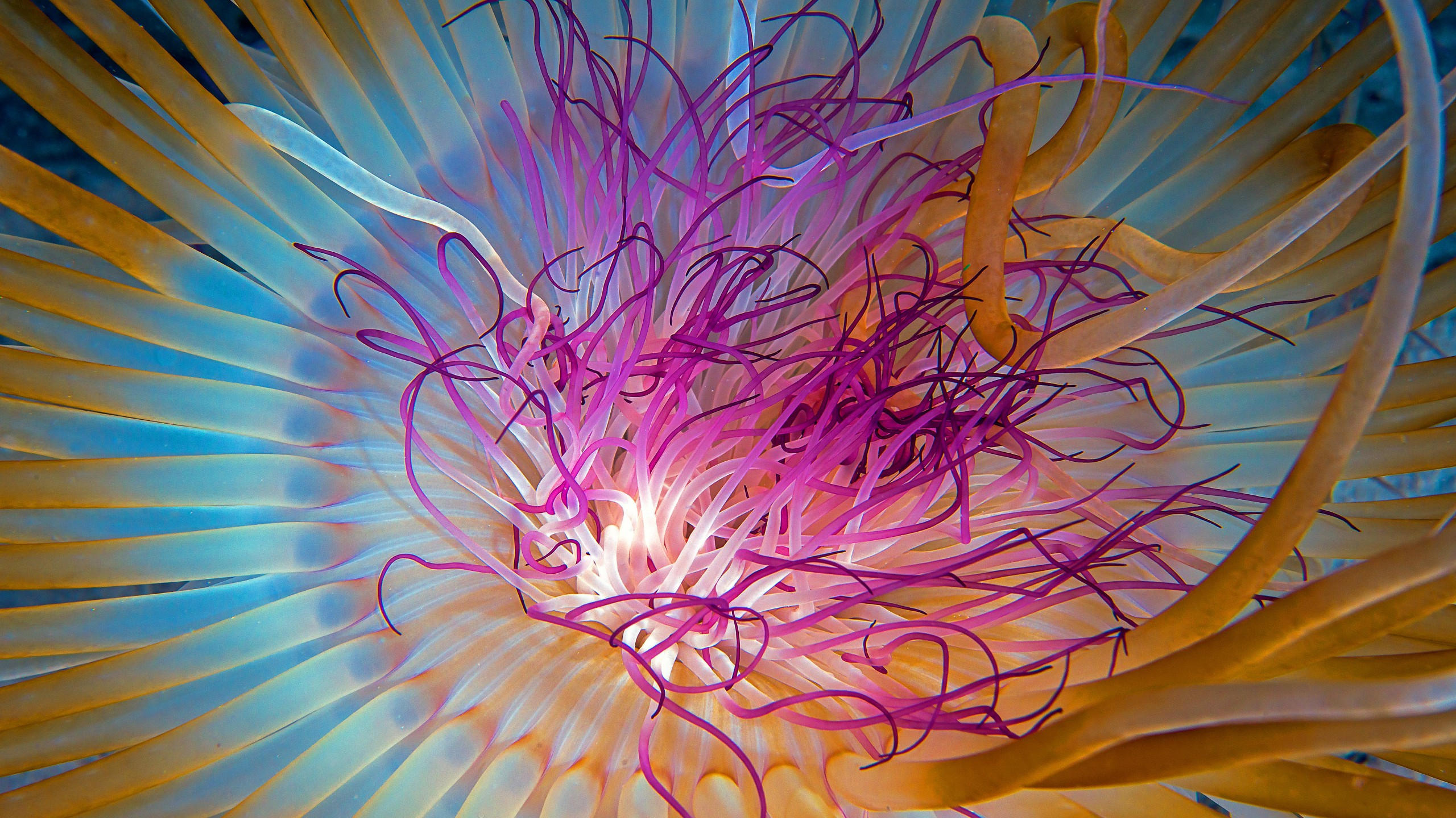 Jellyfish 2560x1440 4k 5k wallpaper hd indian ocean georgia atlanta