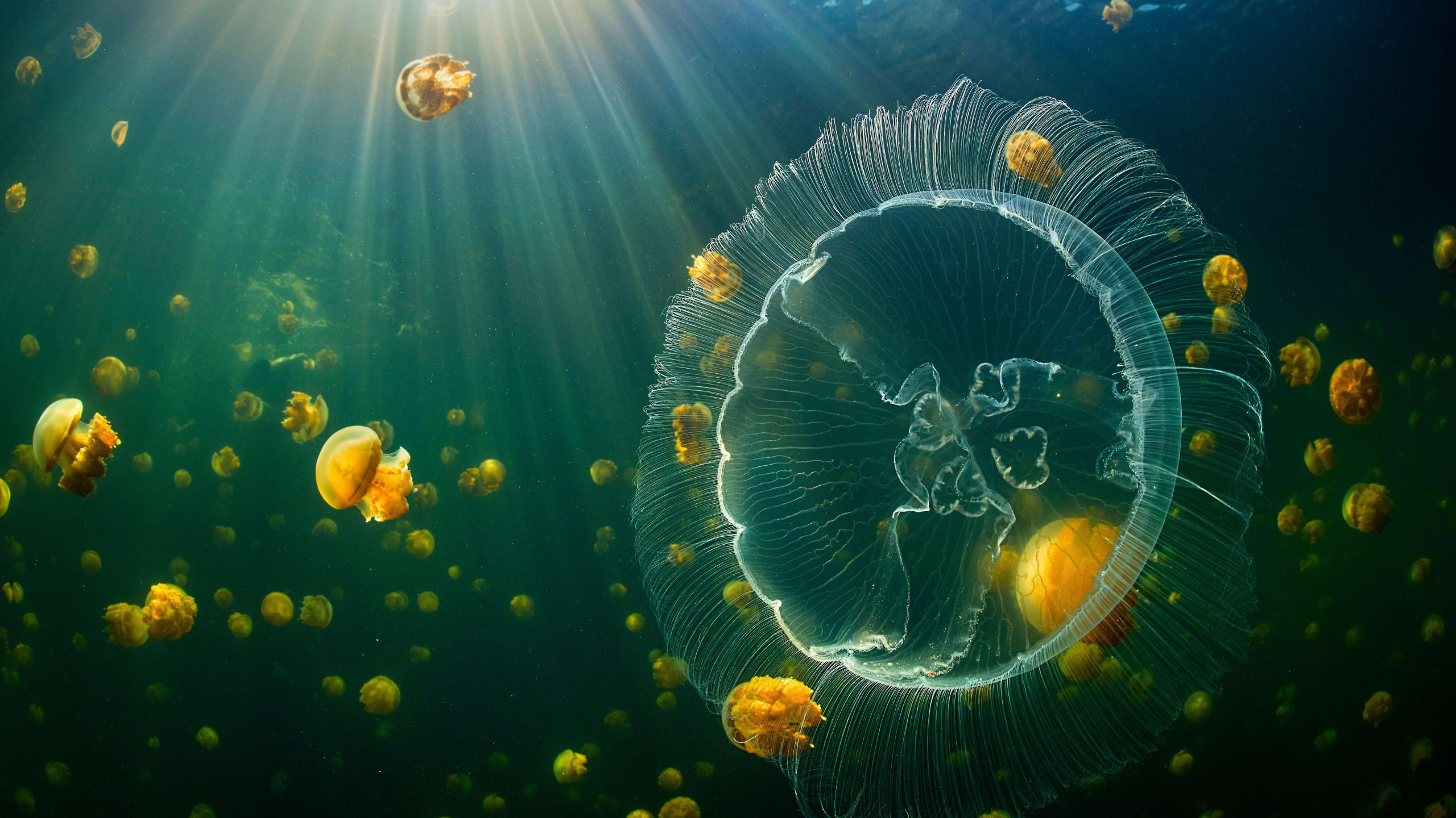 Jellyfish 2560x1440 underwater 8k