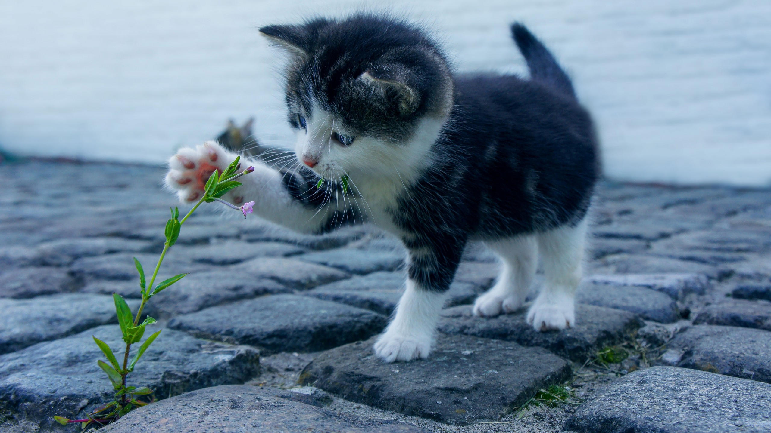 Kitten 2560x1440 funny animals flower 4k
