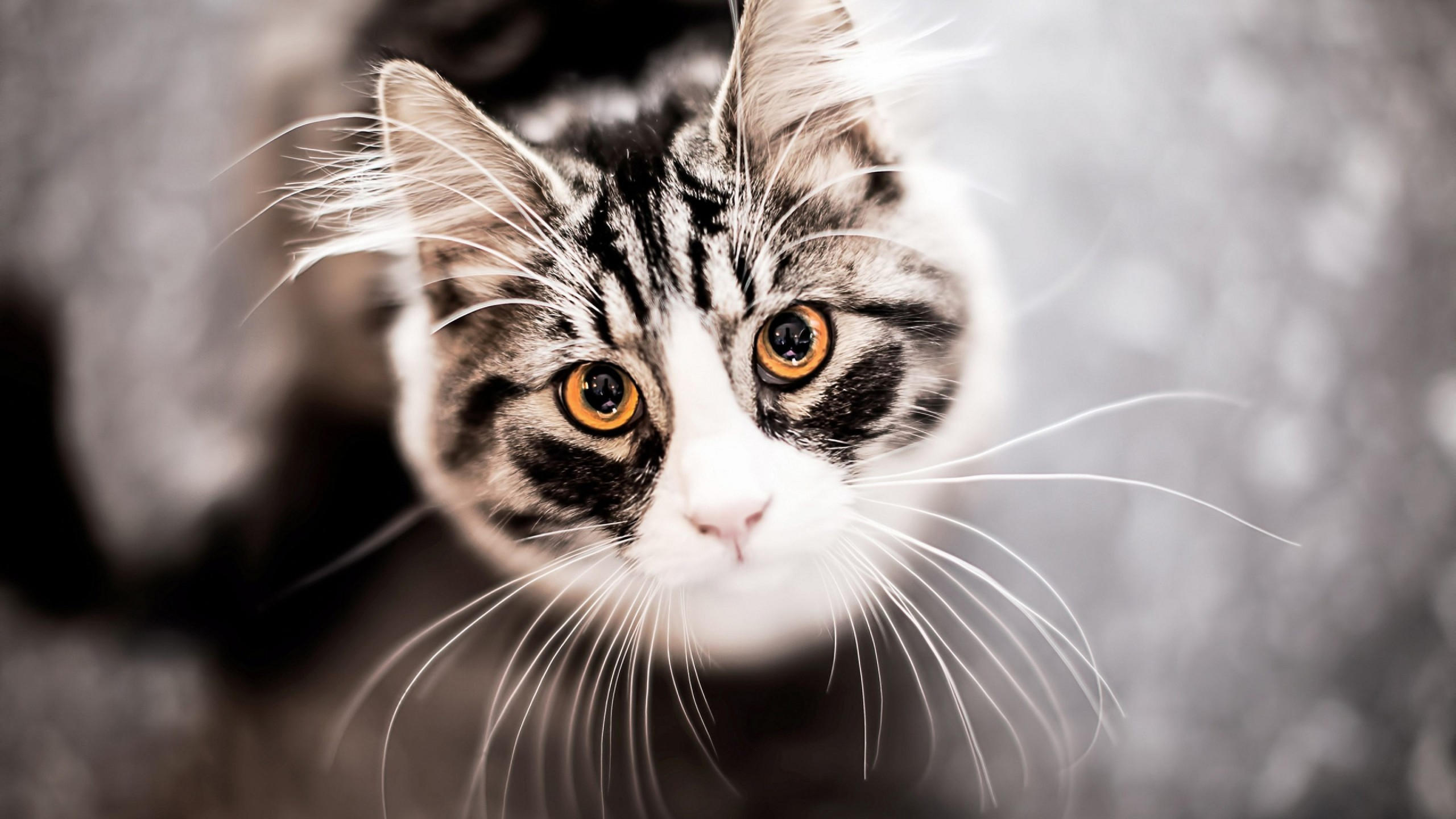 Kitty 2560x1440 kitten cat eyes cute gray