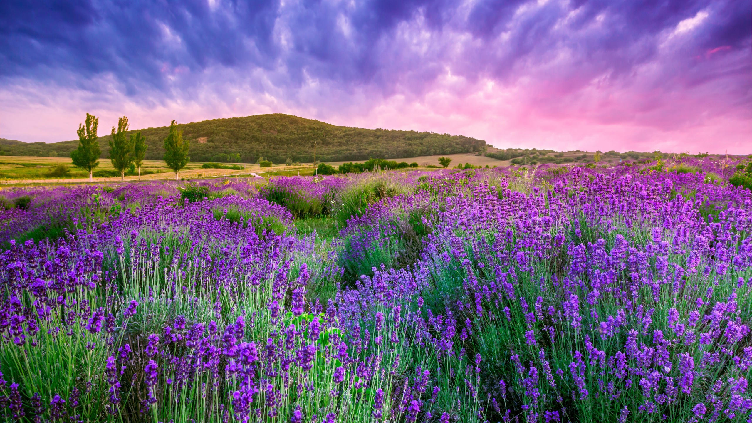 Lavender 2560x1440 field sky mountain provence france europe 4k
