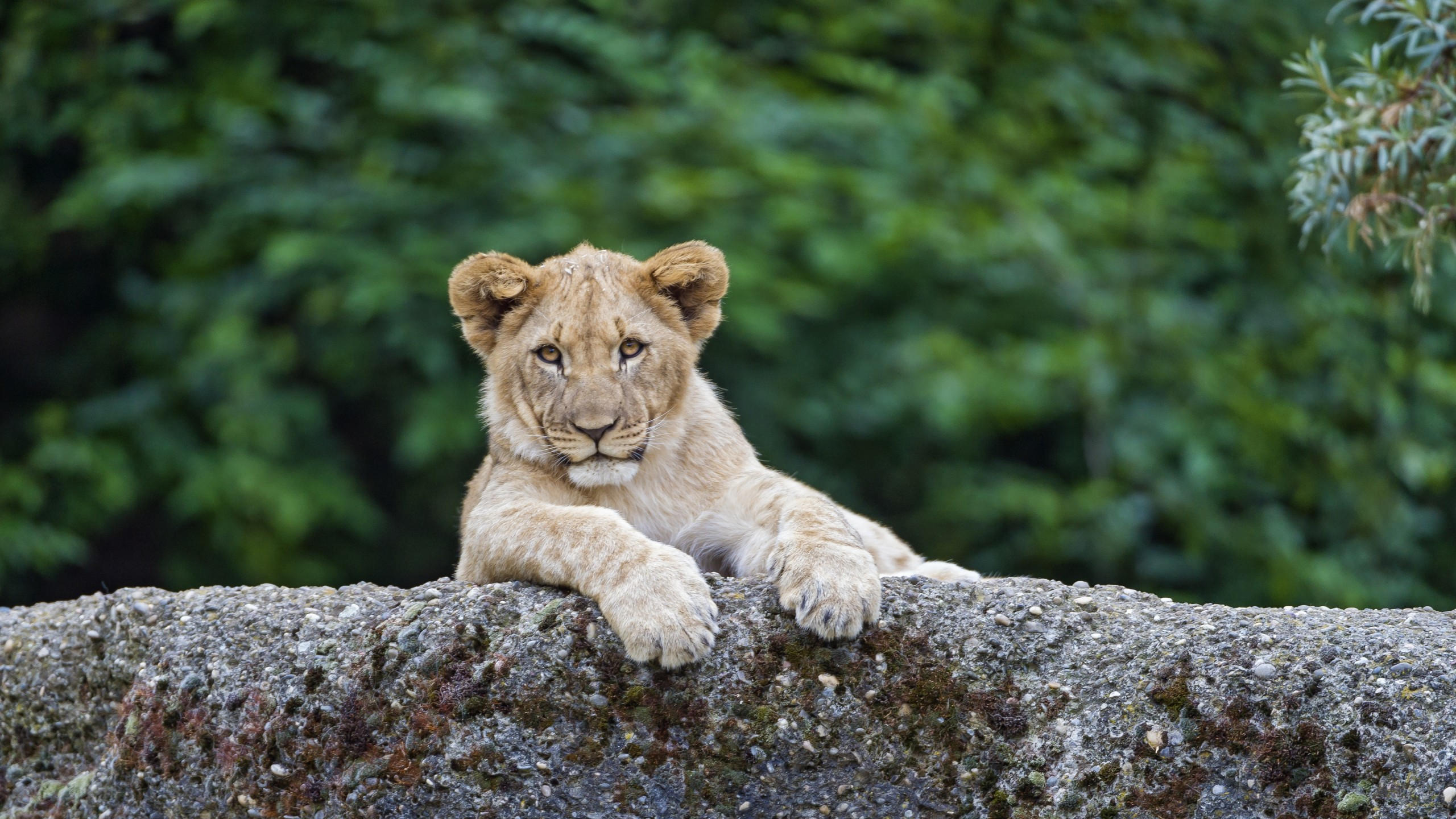 Lion 2560x1440 cute animals 4k