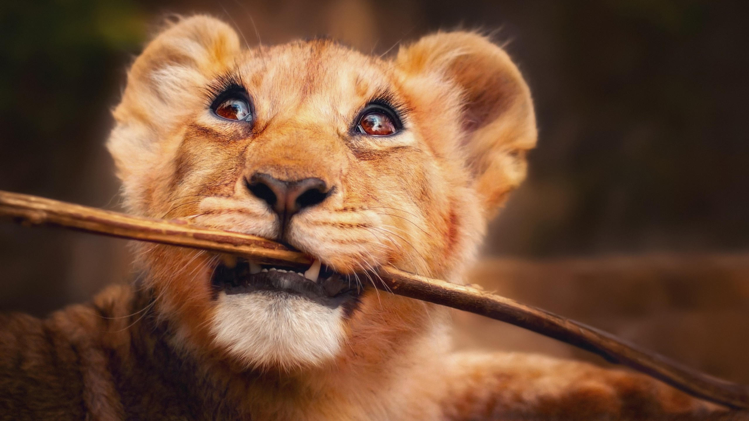 Lion 2560x1440 funny animals 4k