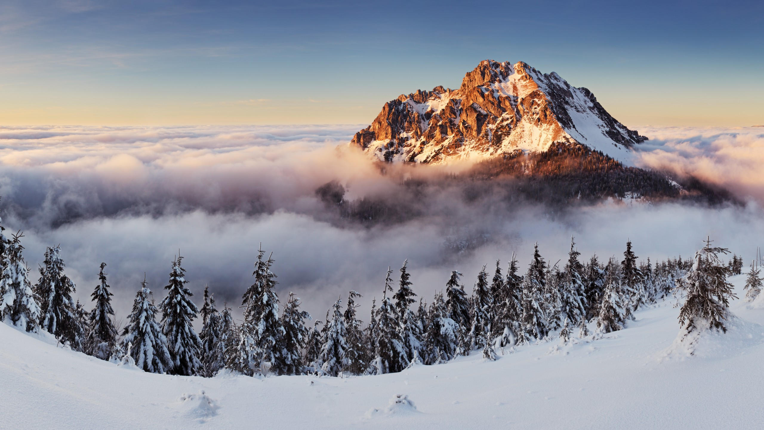 Mountains 2560x1440 forest snow winter fog 8k