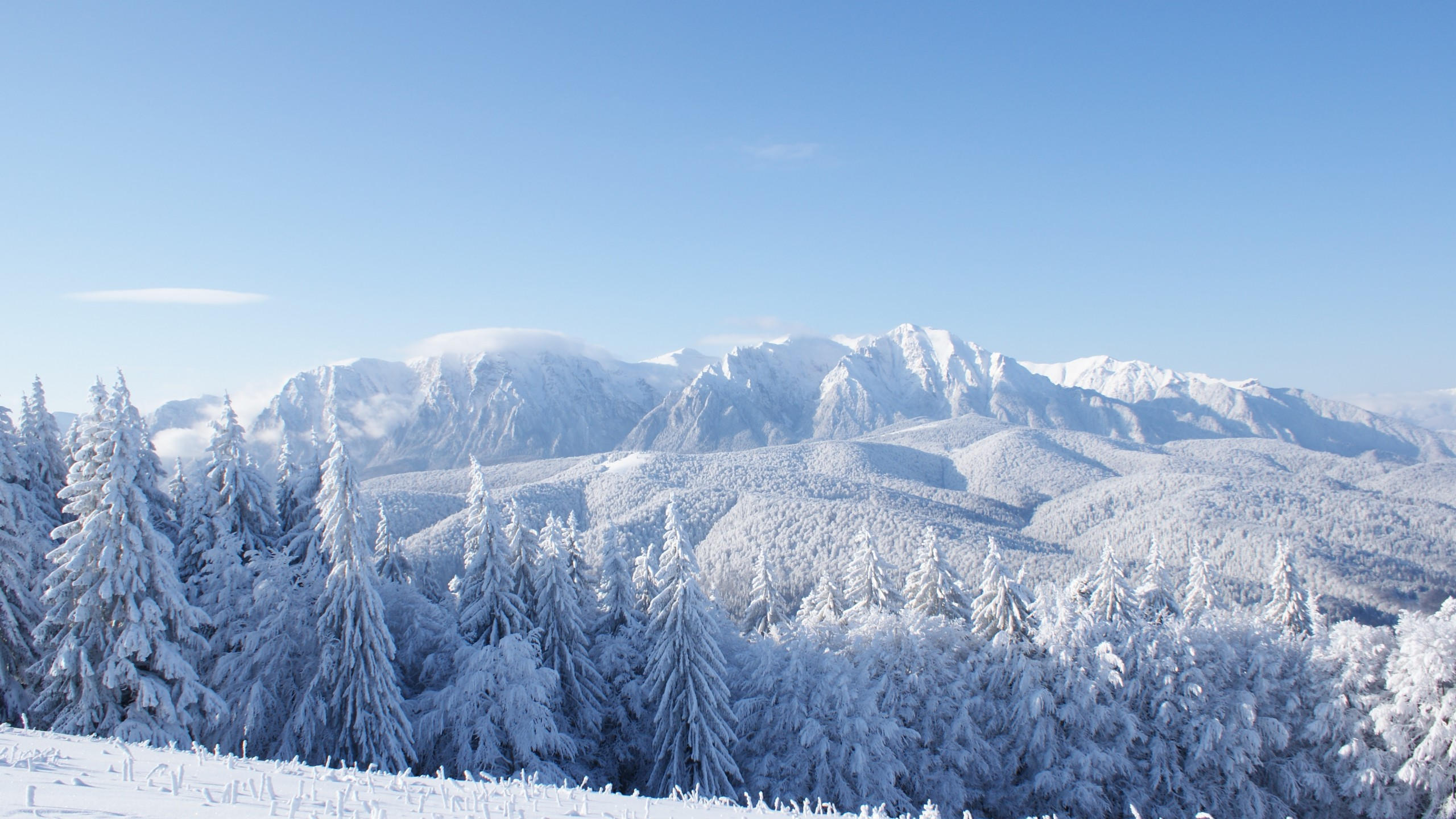 Mountains 2560x1440 forest trees snow winter 4k