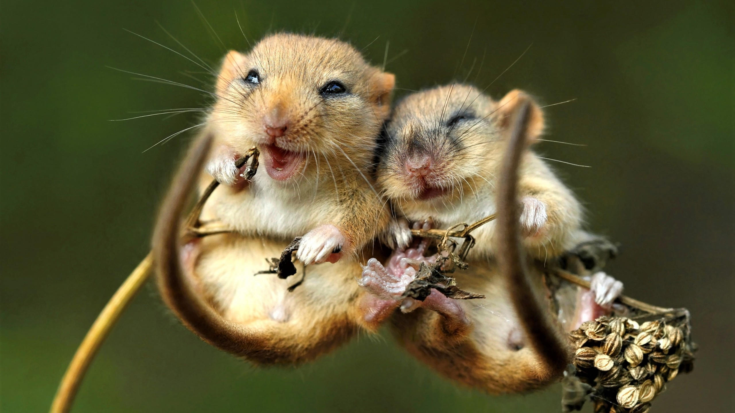 Mouse 2560x1440 cute animals 4k