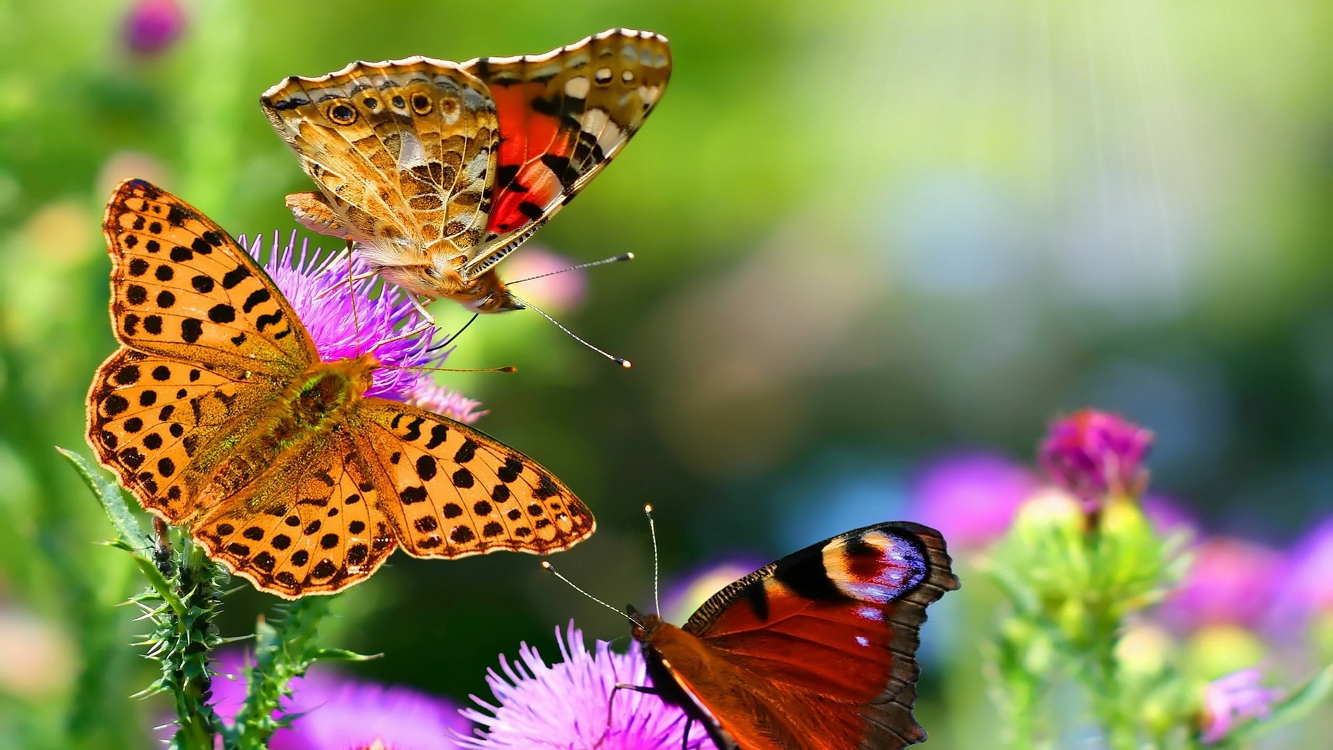 Nature butterfly animals HD Wallpapers