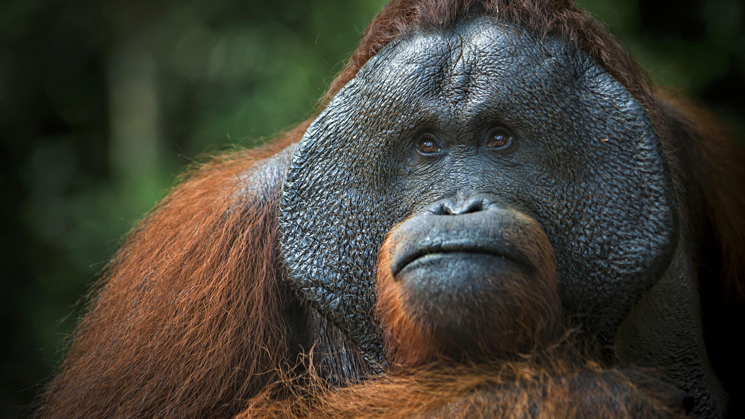 Orangutan 2560x1440 brown 4k