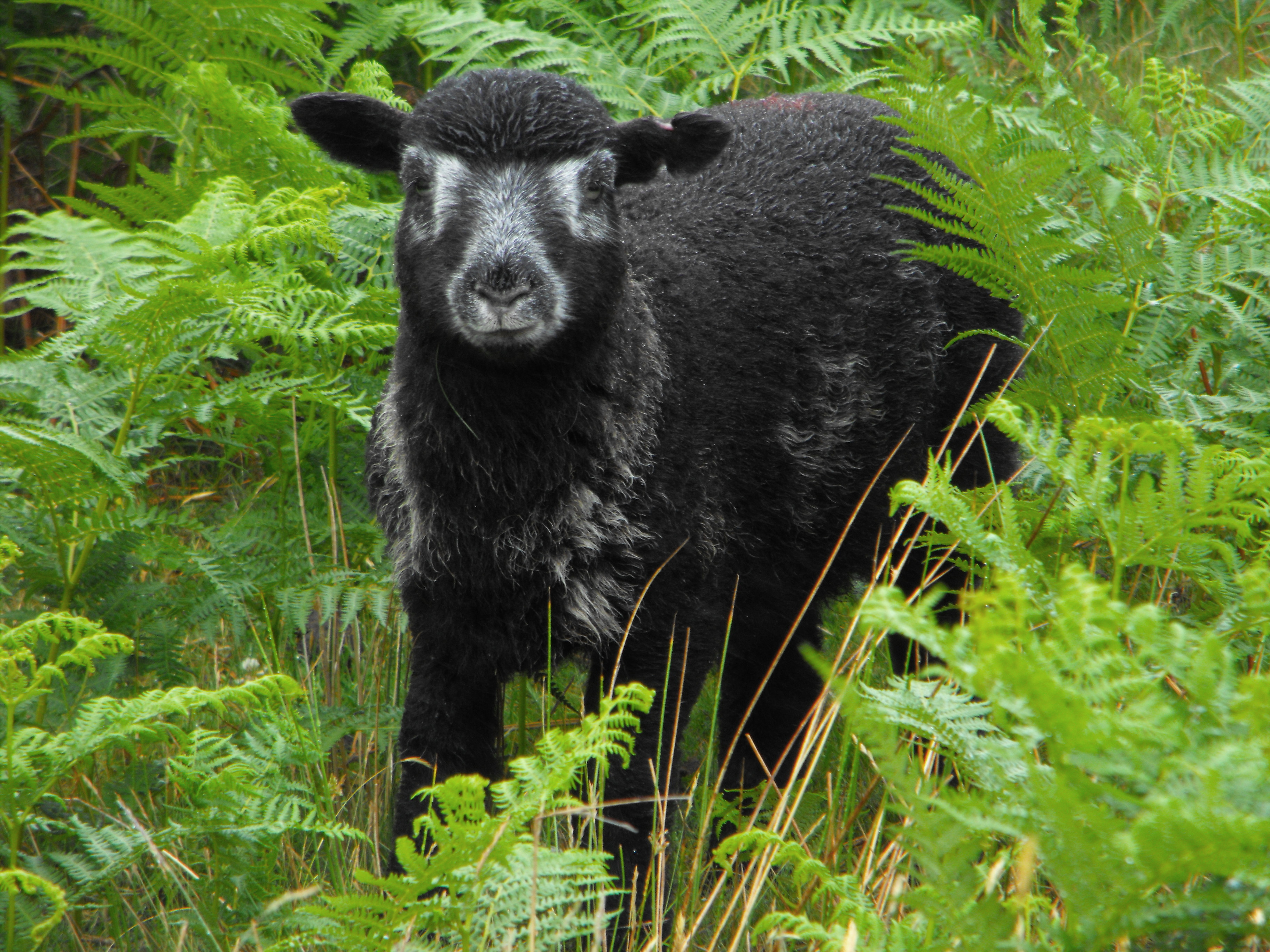 oveja negra