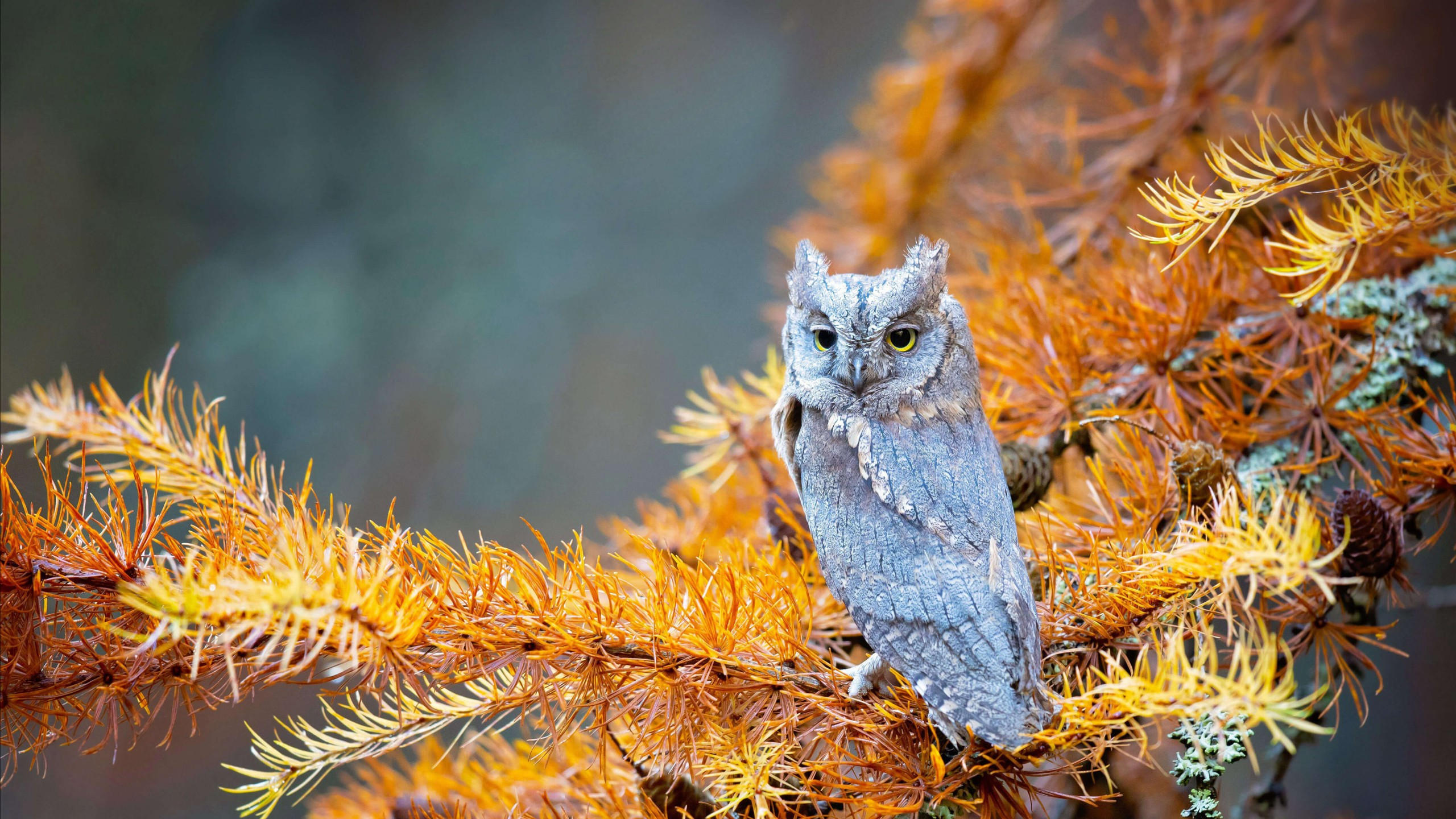 Owl 2560x1440 cute animals 4k