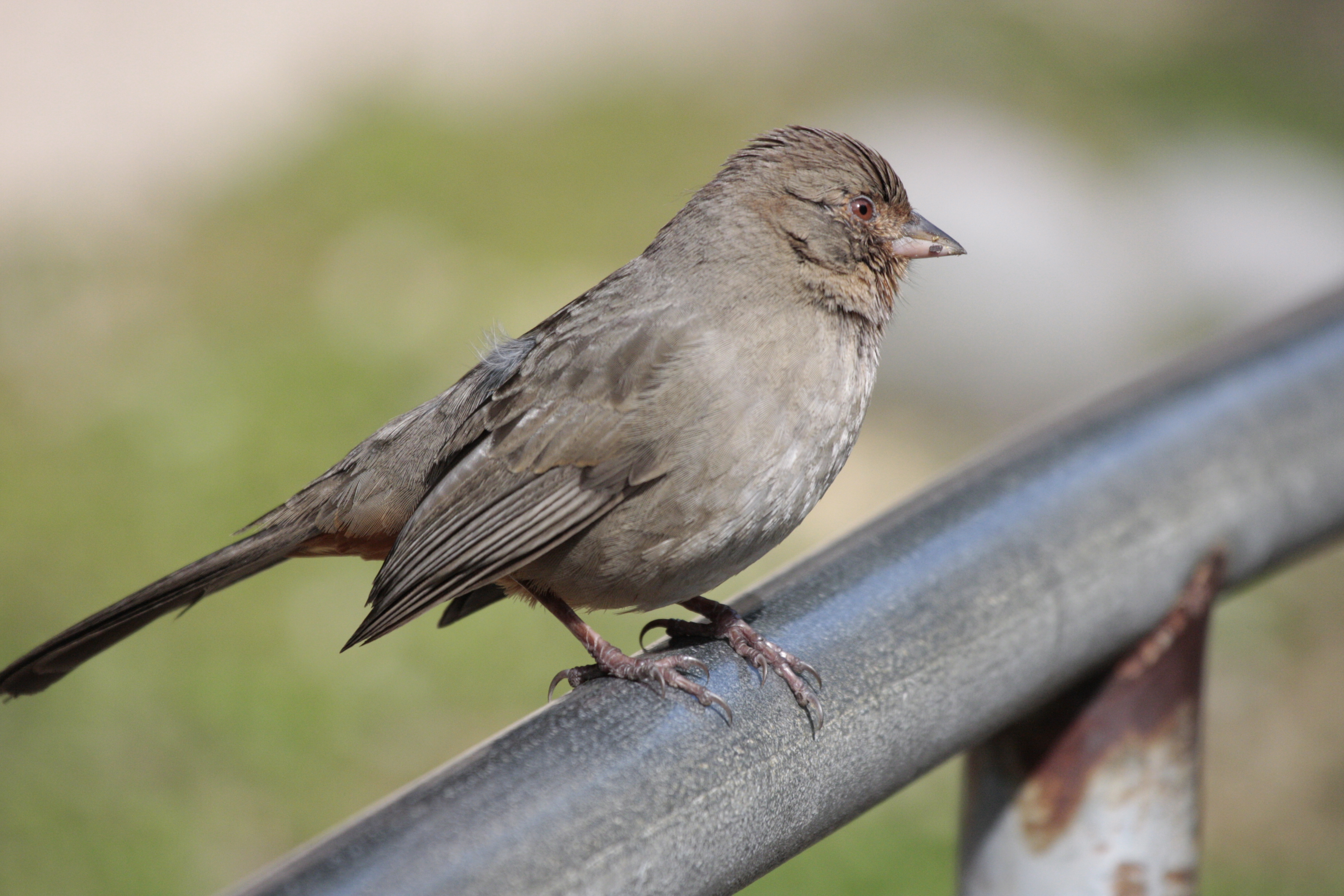 pajarito gris