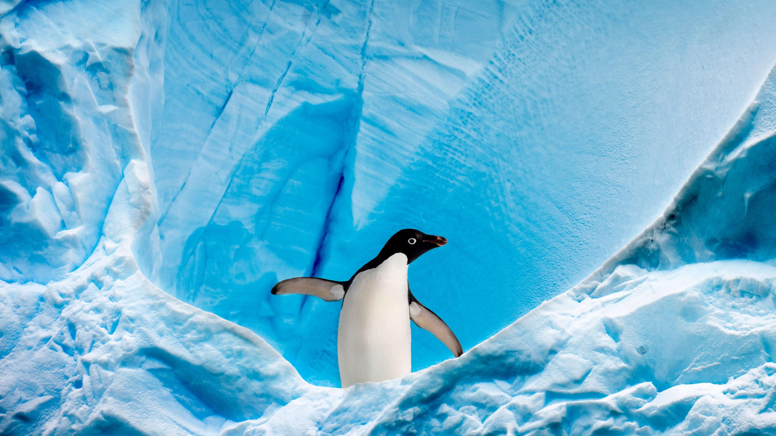 Penguin 2560x1440 glacier ice winter 4k