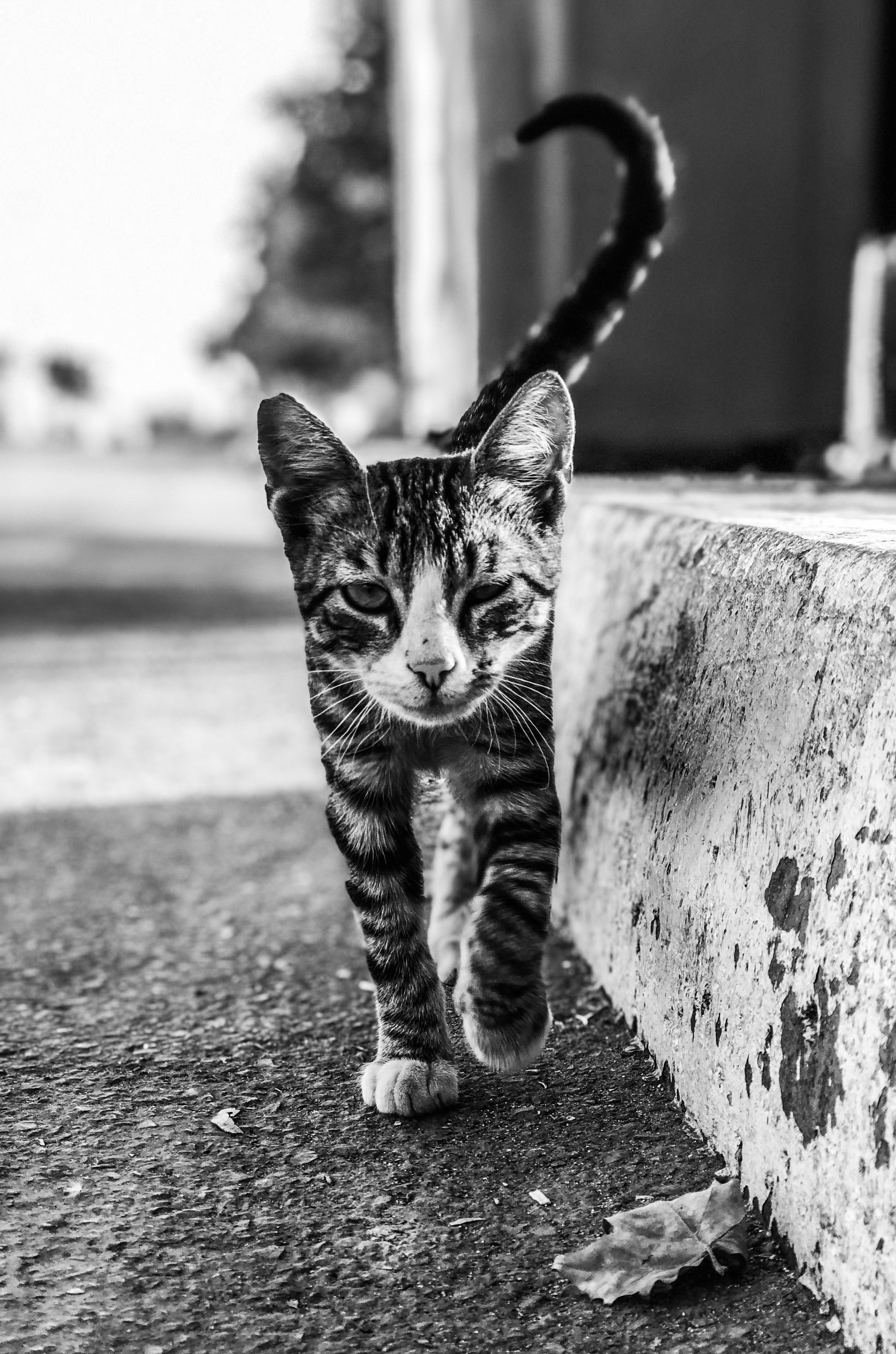Pexels harvey mandt
