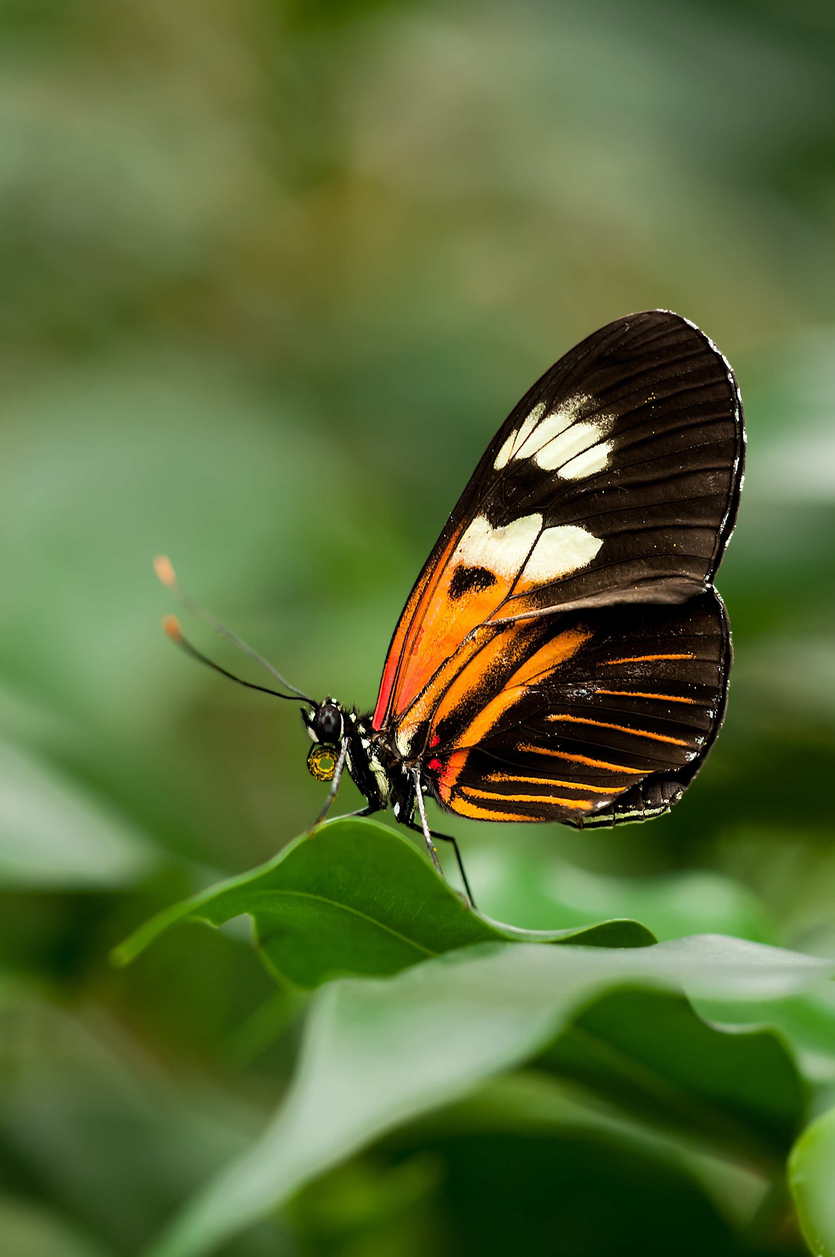 Pexels pixabay