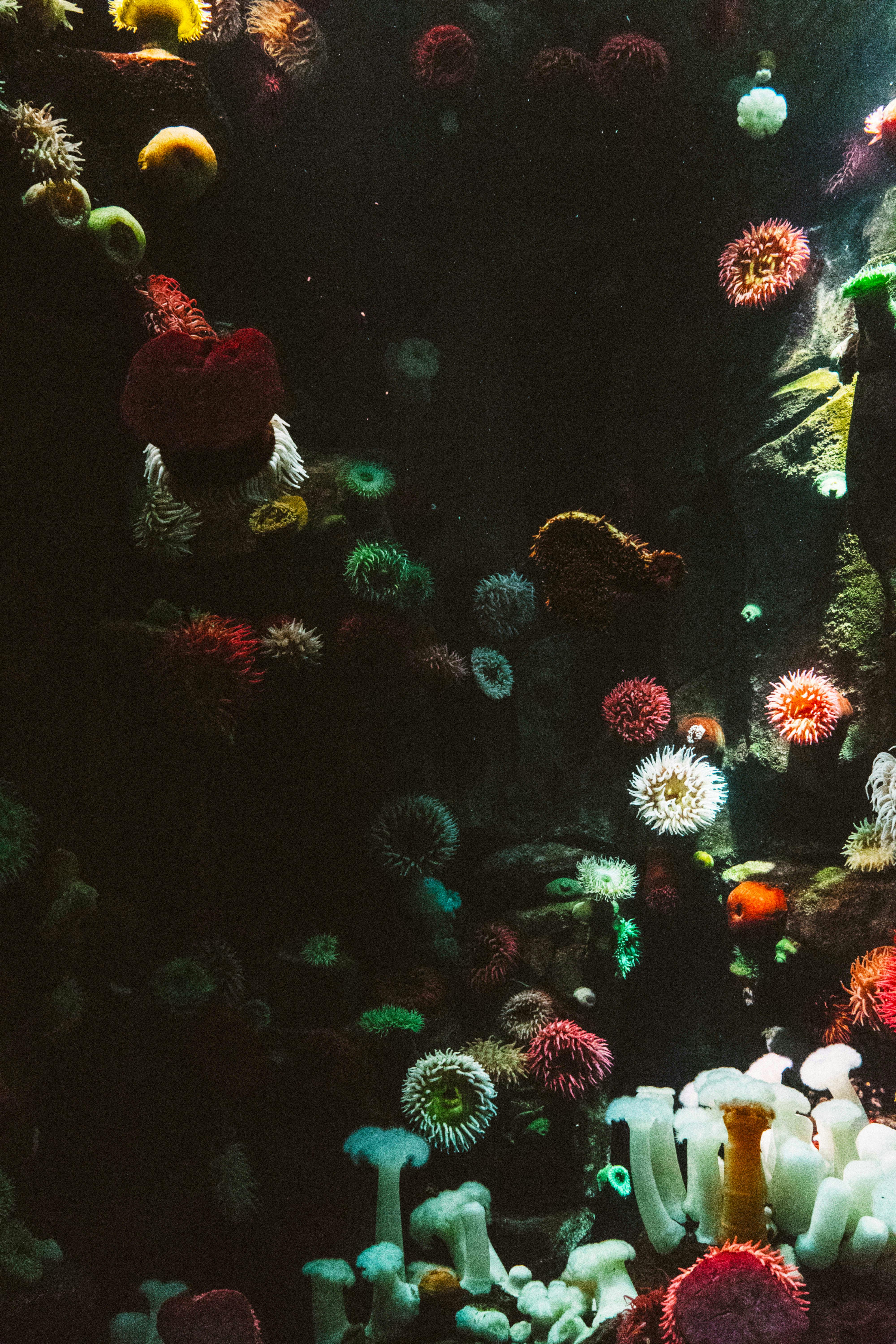 Fondo de Pantalla de pexels_137613.jpg