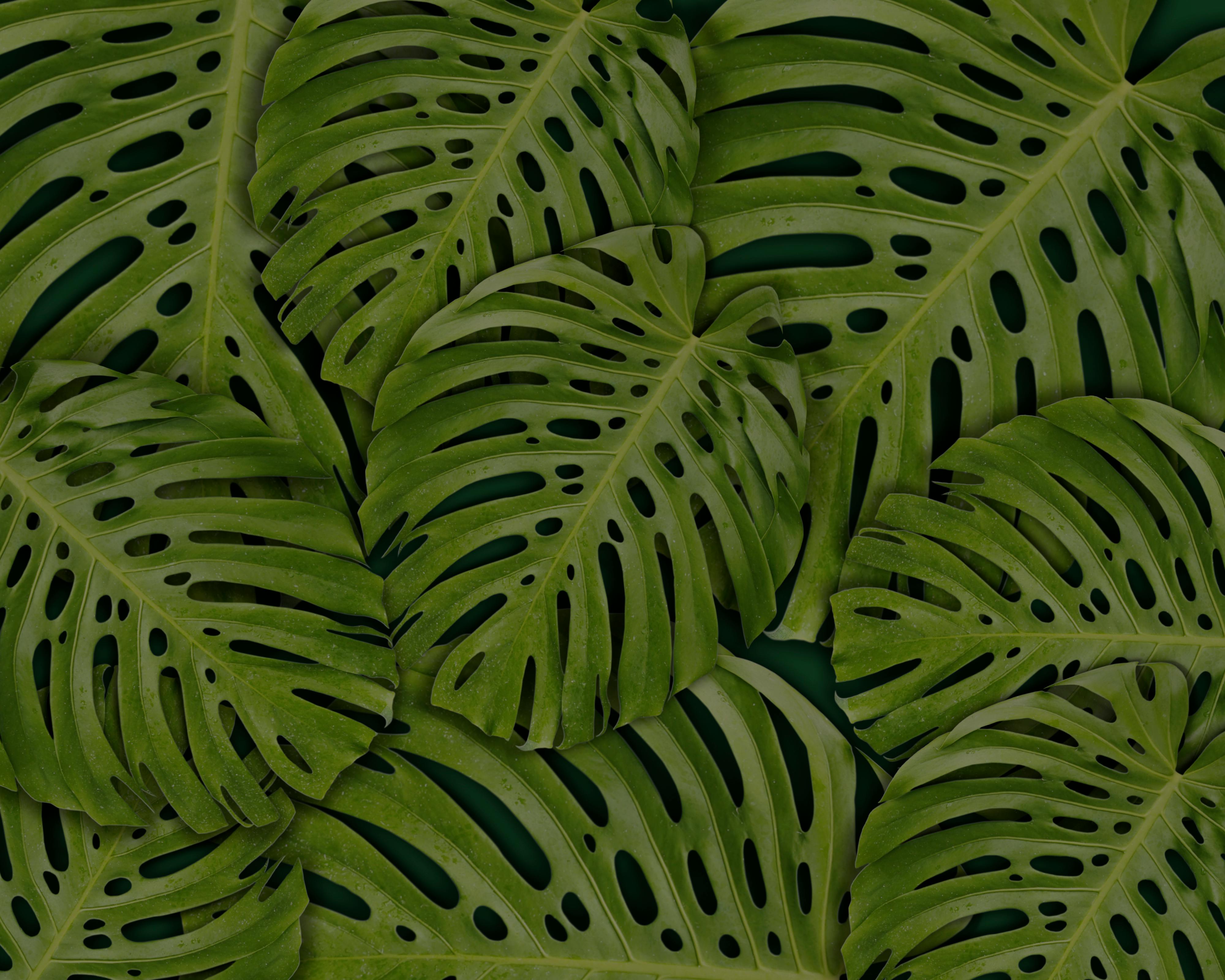 Fondo de Pantalla de pexels_1534925.jpg