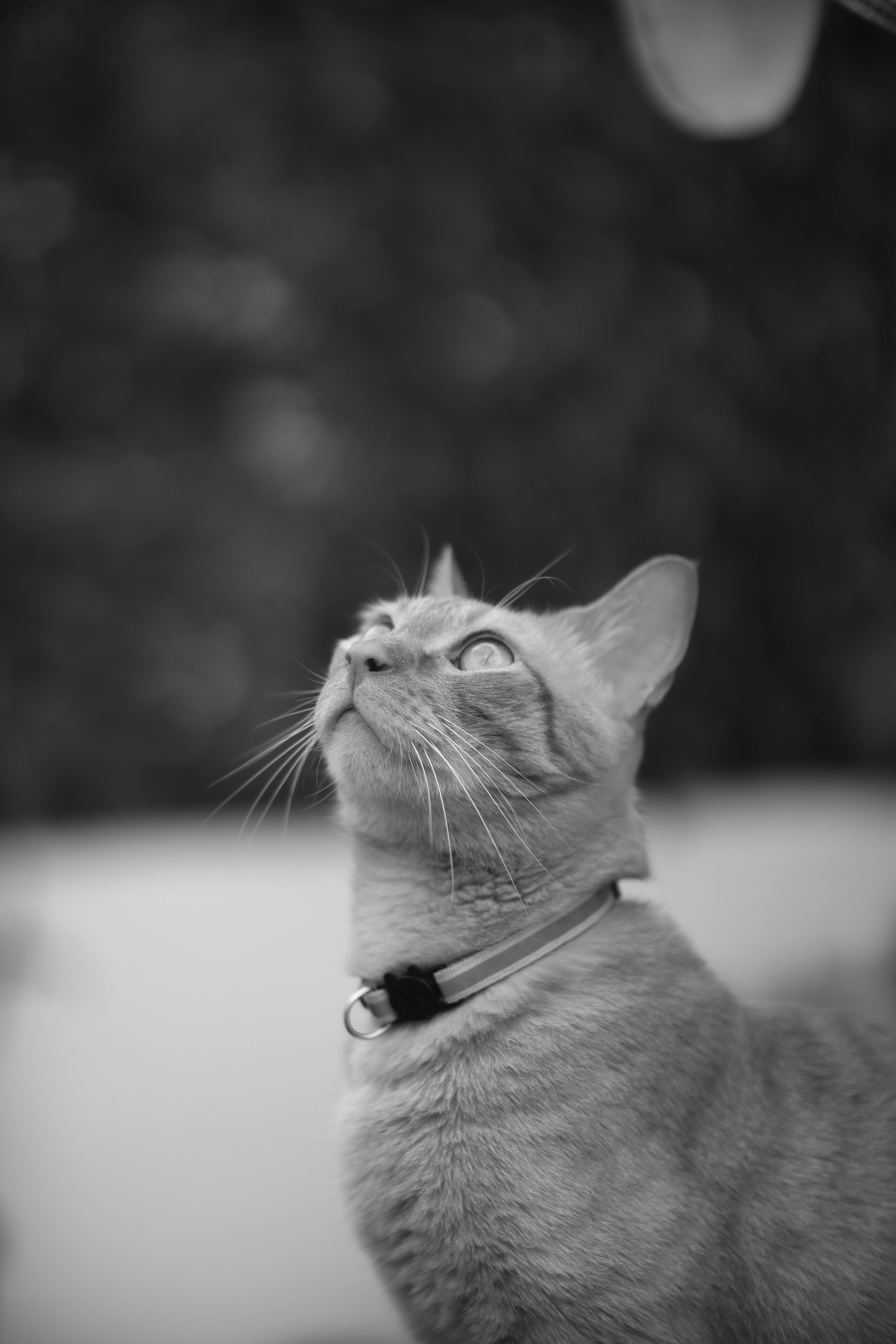 Imagen de Gato, Félidos, Bigotes