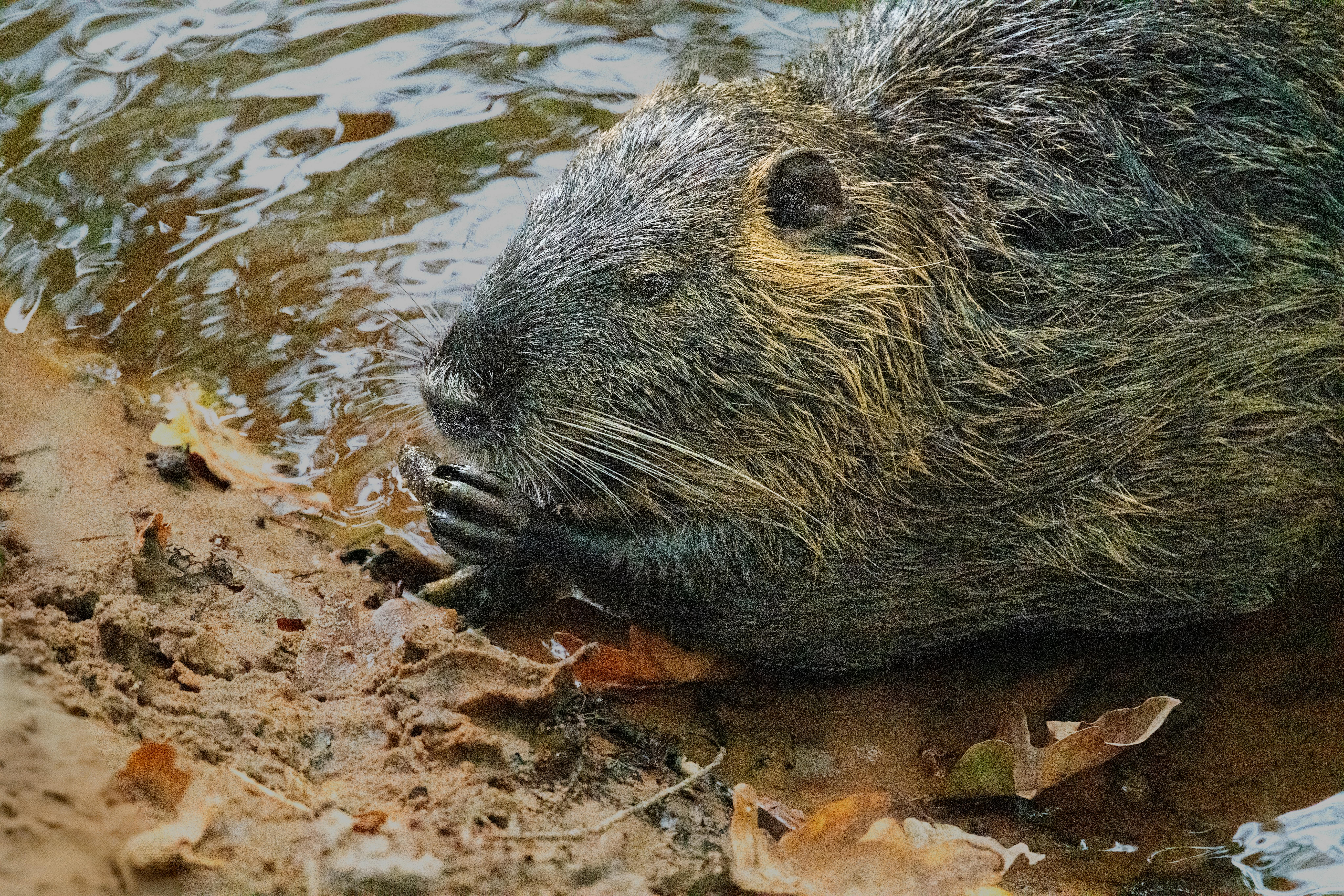 Fondo de Pantalla de pexels_31031963.jpg