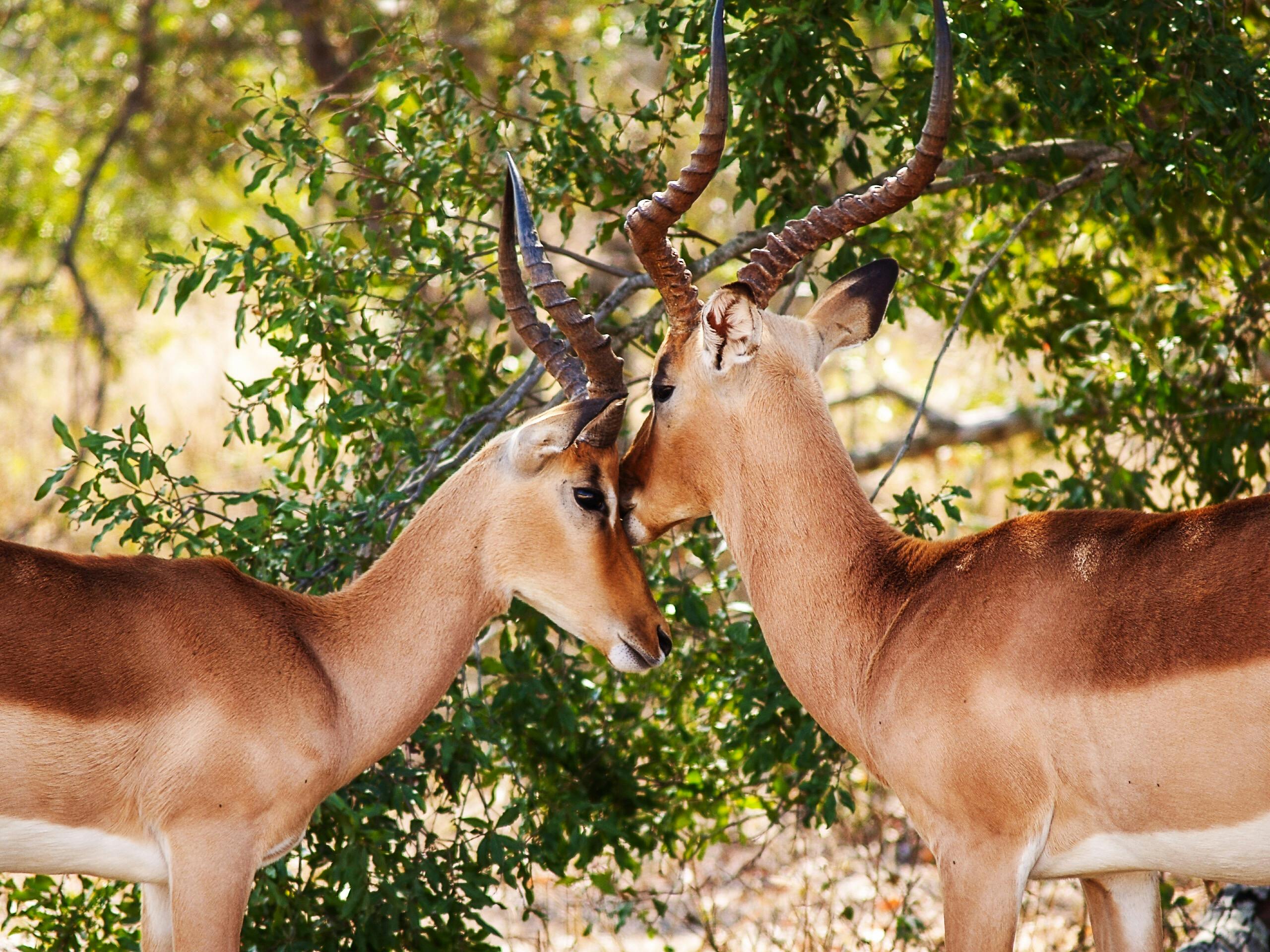 Fondo de Pantalla de pexels_704320.jpg