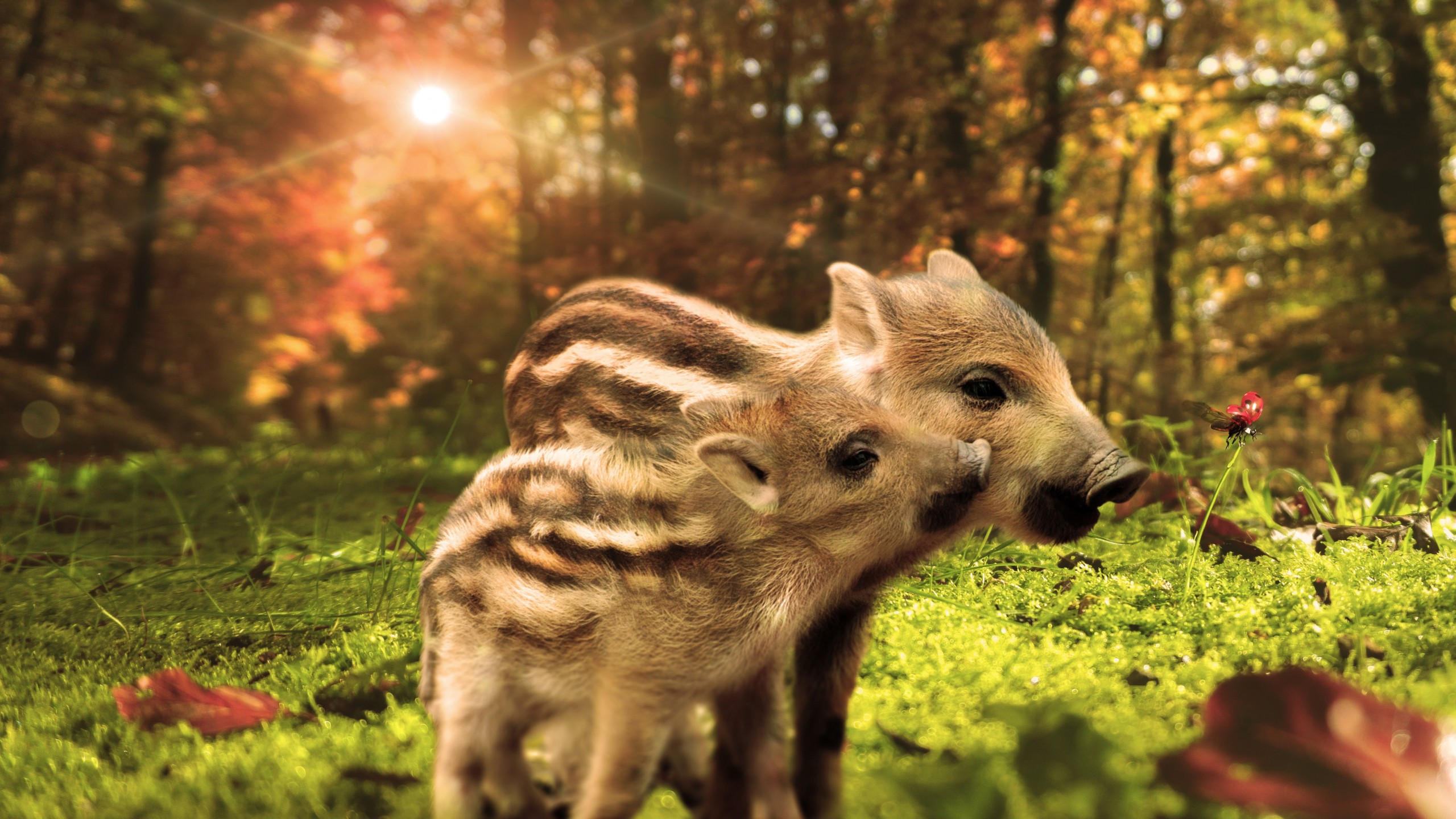 Pig 2560x1440 funny animals 7k