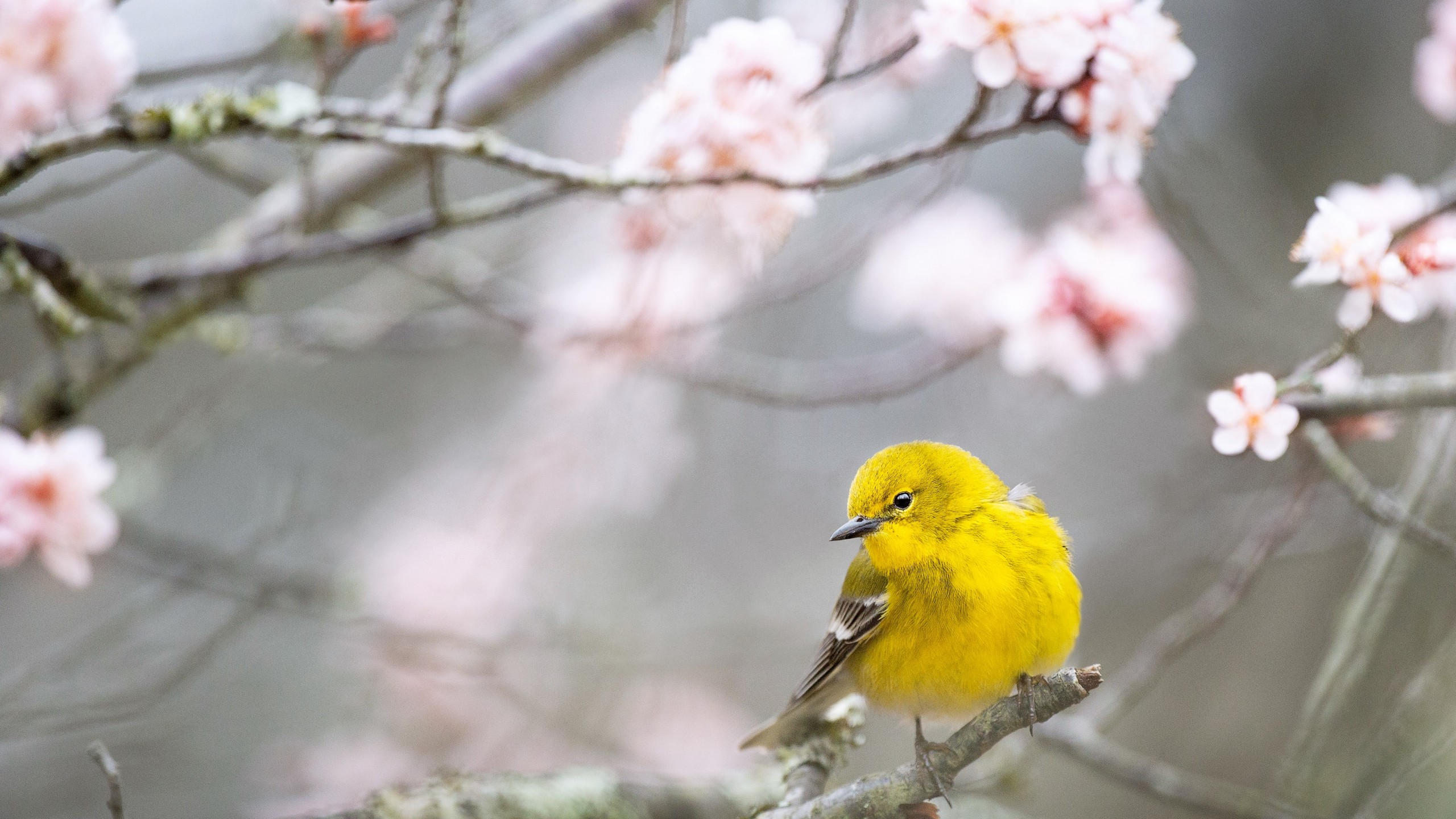 Pine warbler 2560x1440 bird yellow 4k