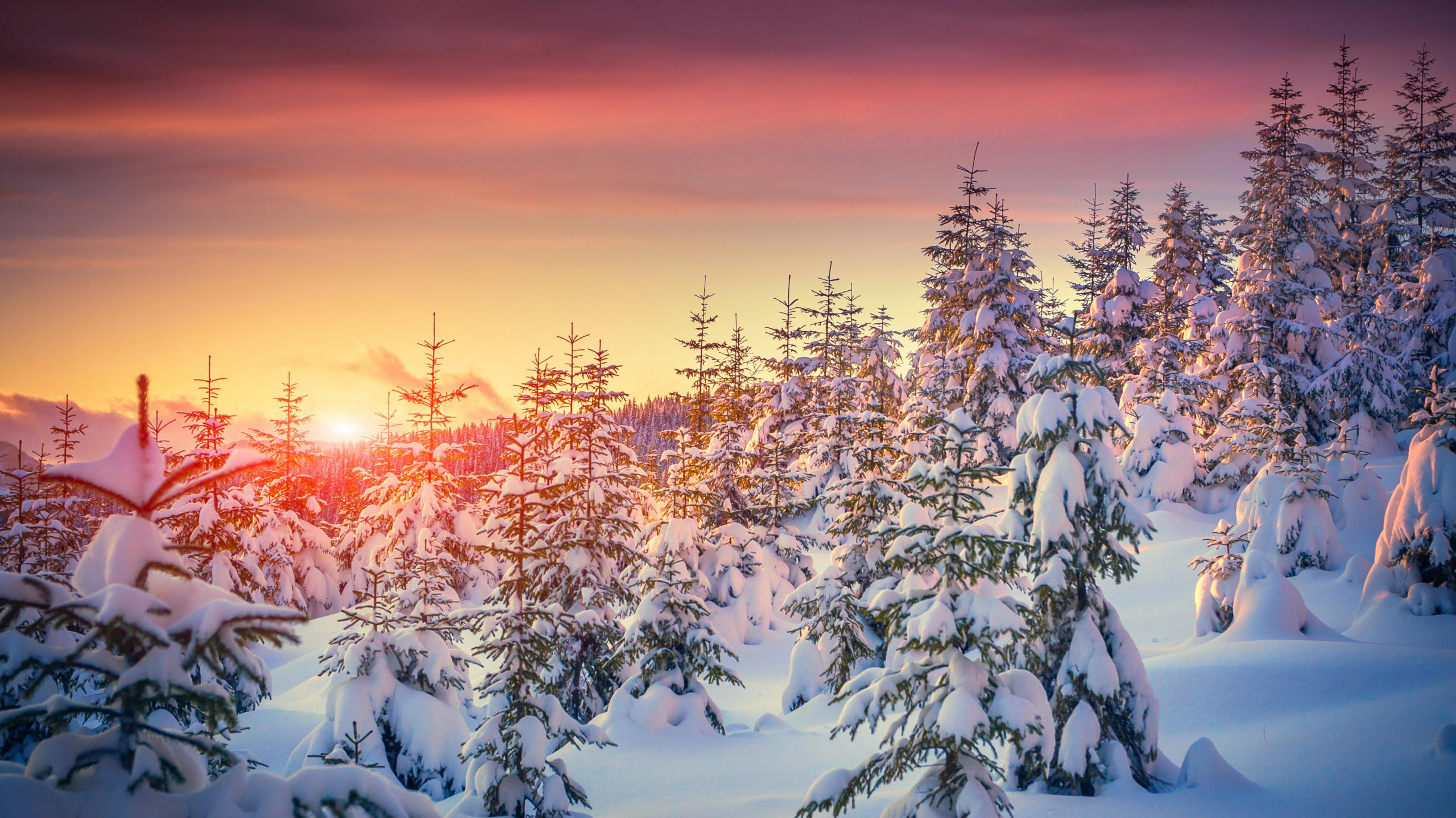 Pines 2560x1440 5k 4k wallpaper 8k snow sunset winter