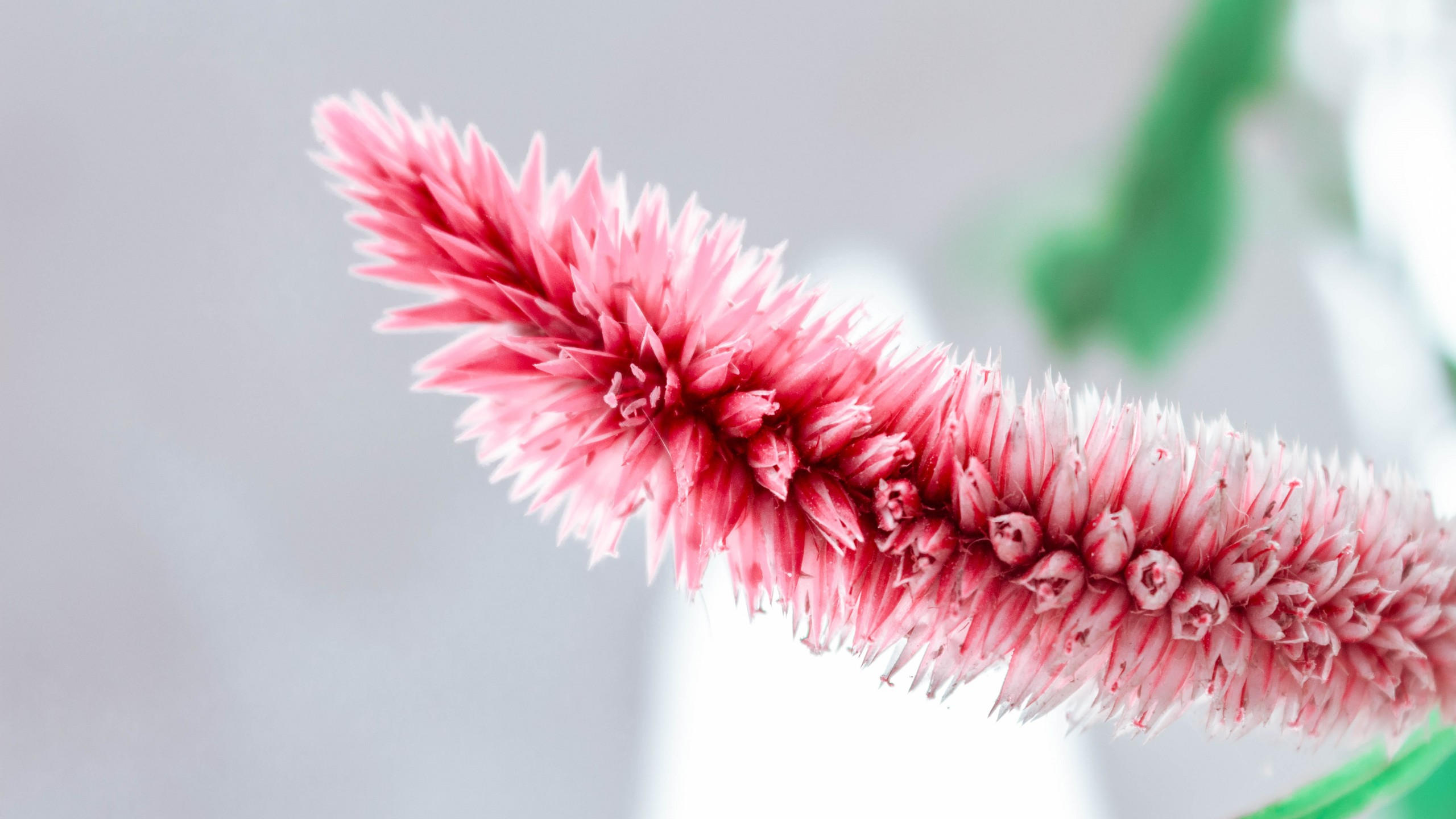 Pink 2560x1440 white flower 5k