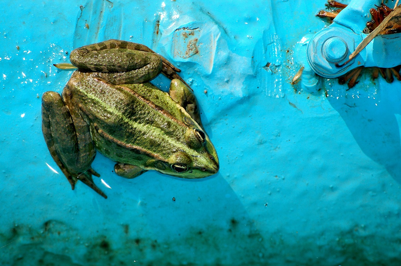 Fondo de Pantalla de pixabay_4647751.jpg