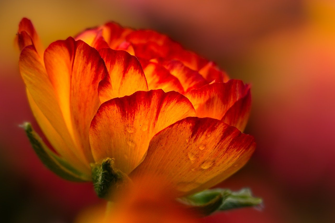Fondo de Pantalla de pixabay_7918323.jpg