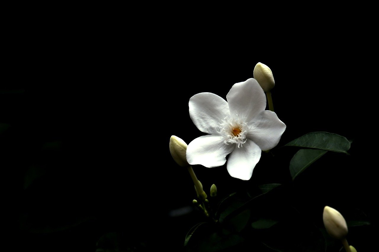 Fondo de Pantalla de pixabay_7990645.jpg