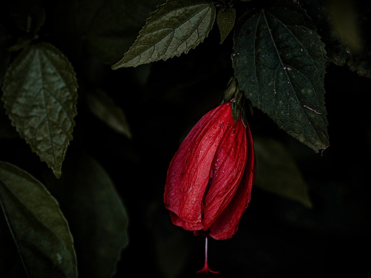Fondo de Pantalla de pixabay_8376030.jpg