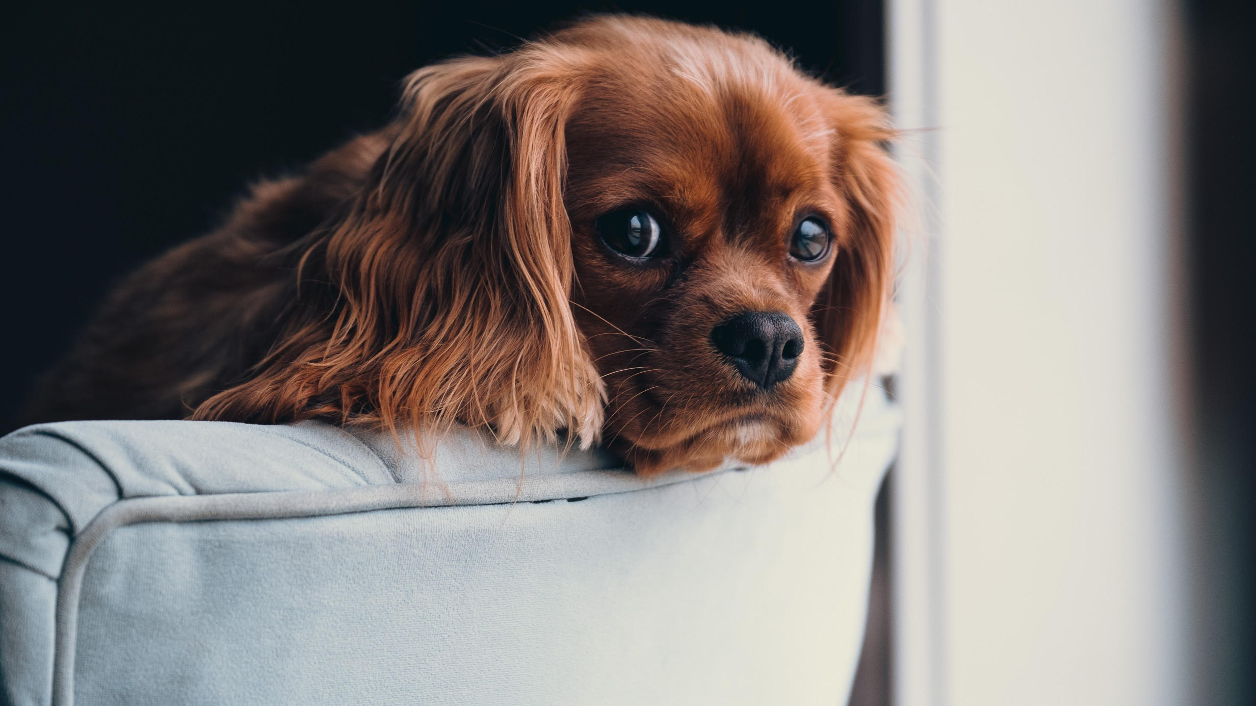 Puppy 2560x1440 cute animals 5k