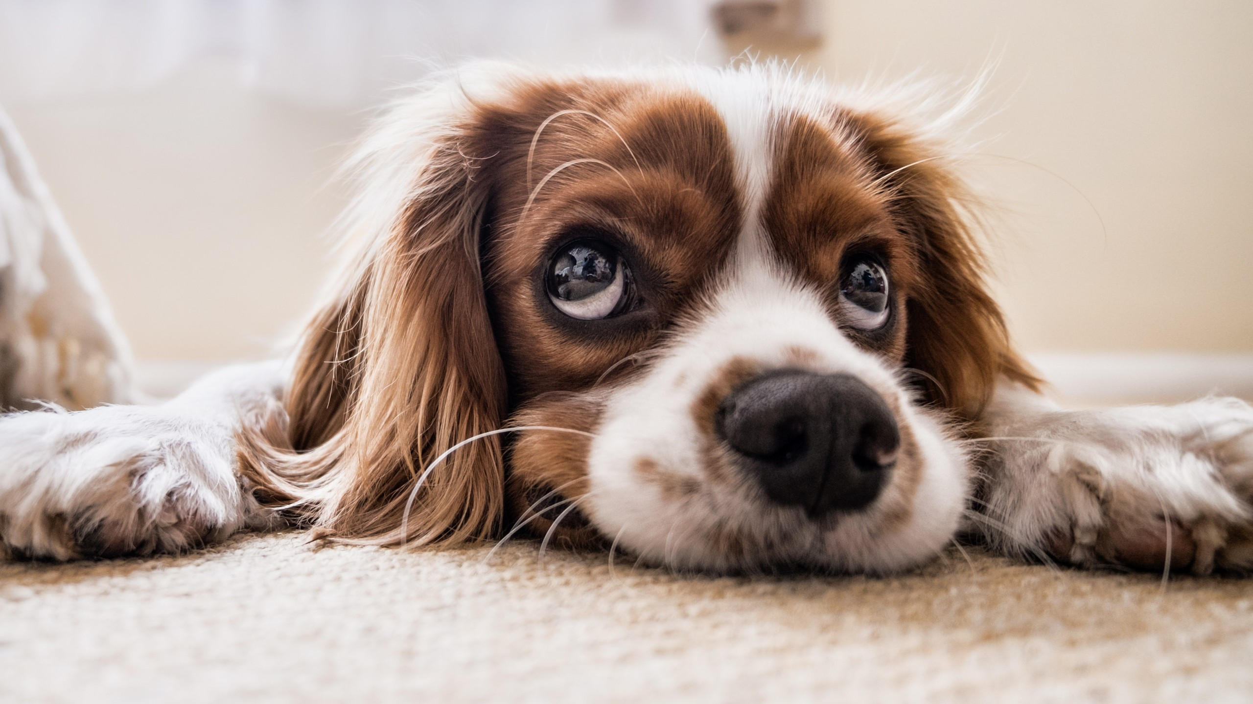 Puppy 2560x1440 funny animals 4k