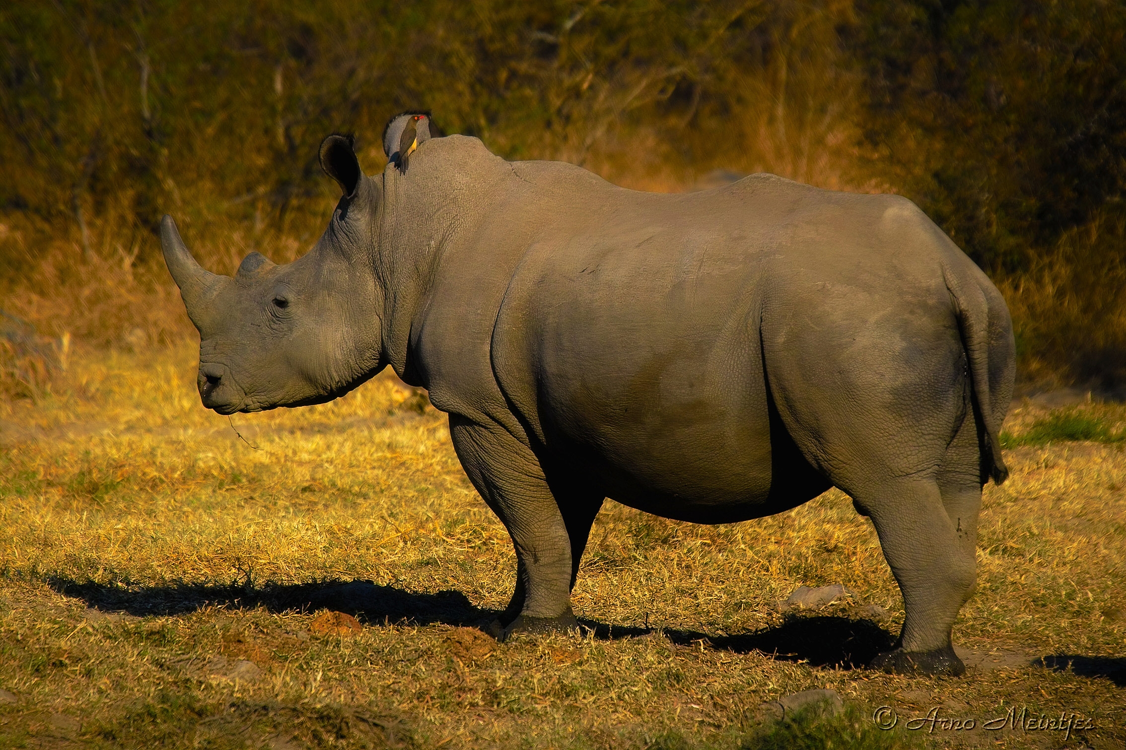 Носорог это какое животное. Африканский двурогий носорог. Непарнокопытные Носороговые. Носорог в саванне. Черный носорог.