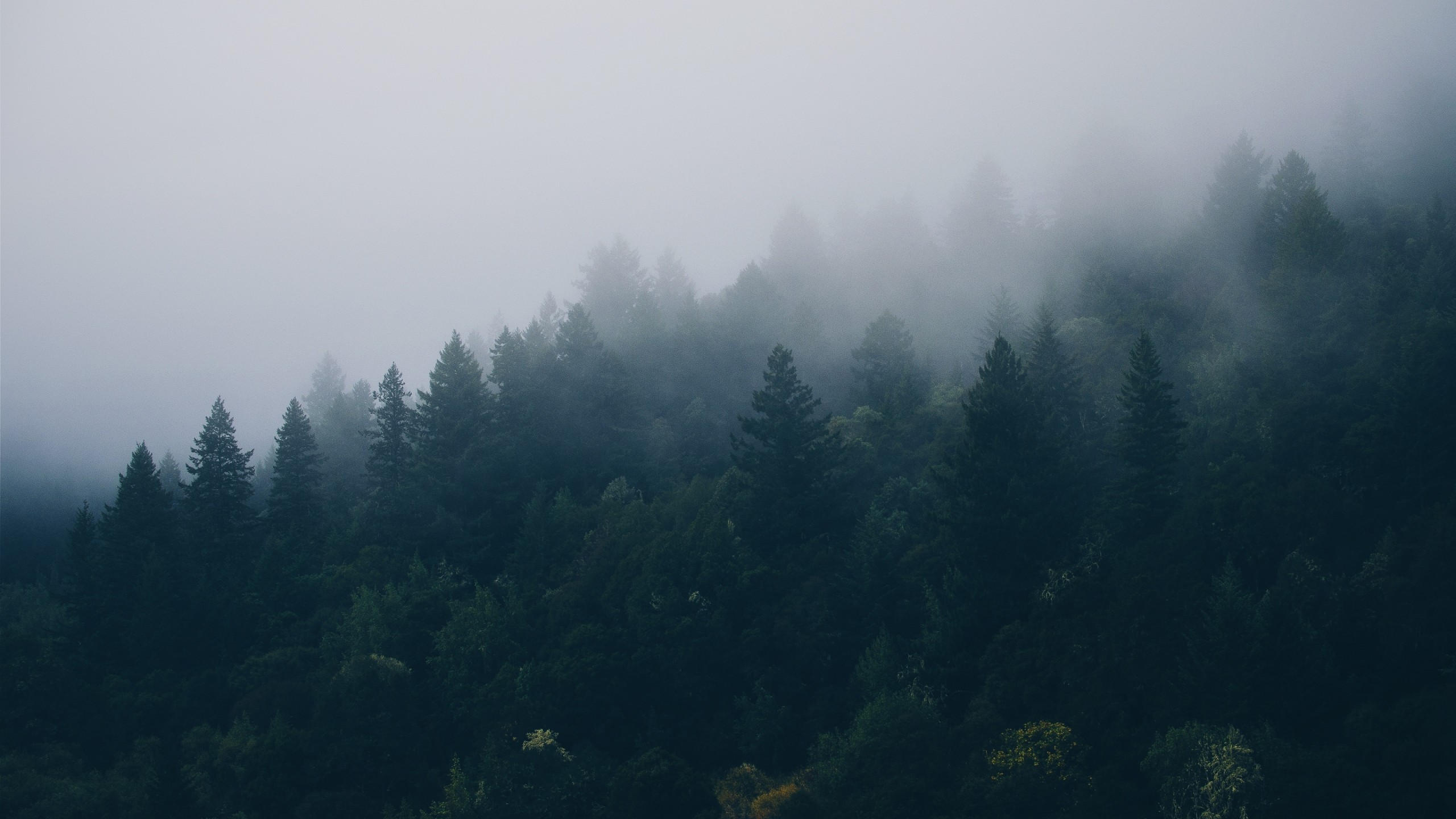 Scandinavia 2560x1440 fog 4k