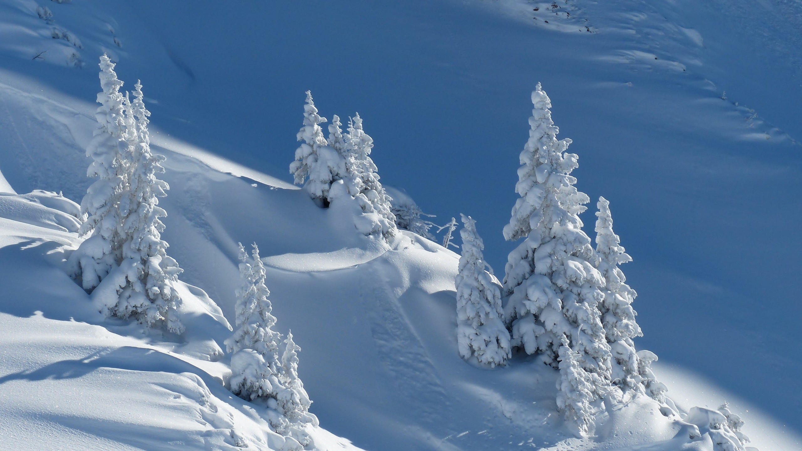 Snow 2560x1440 winter trees 4k