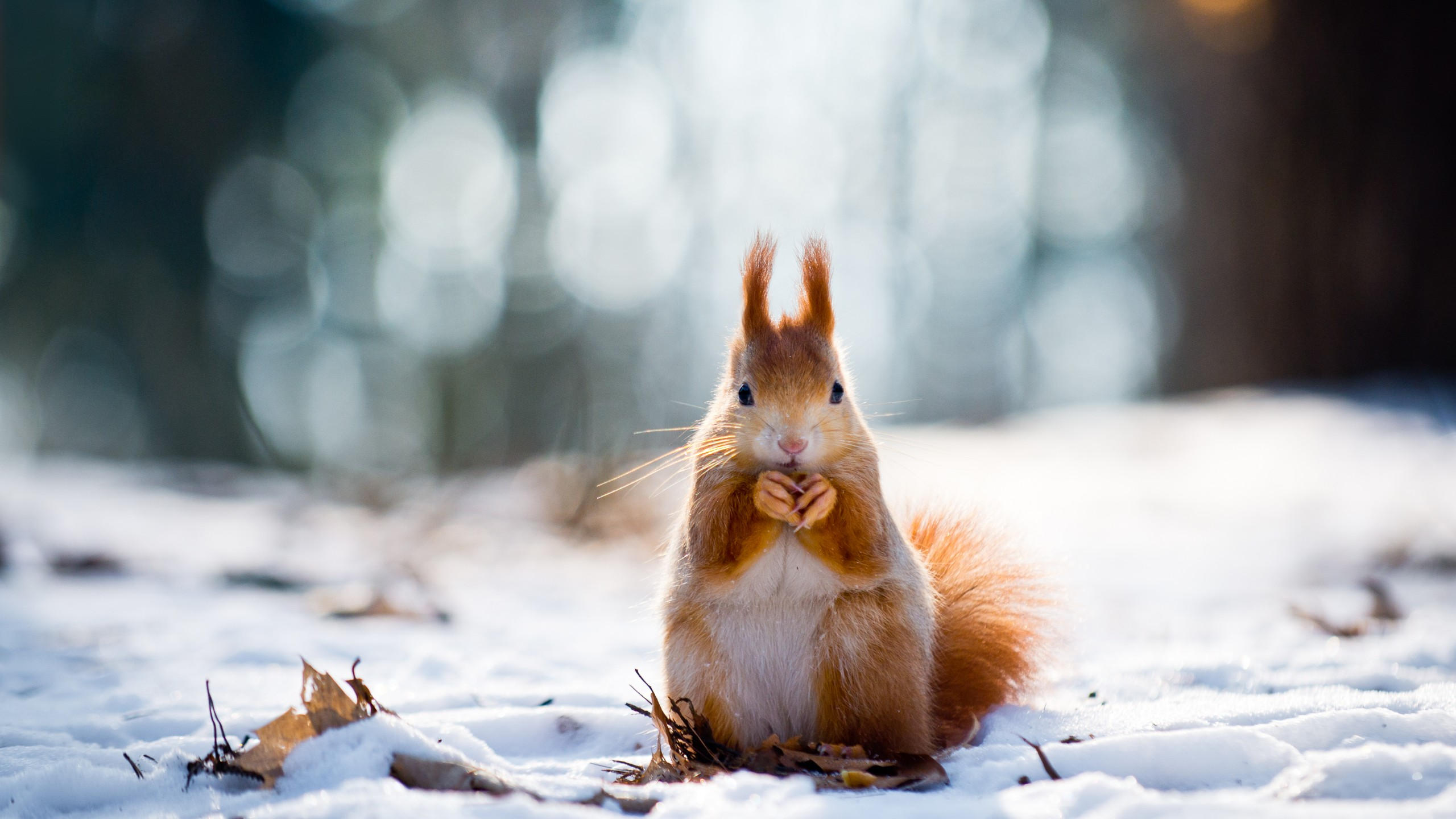 Squirrel 2560x1440 cute animals snow winter 4k